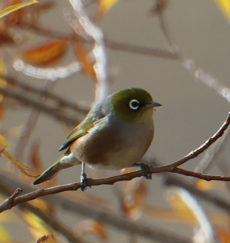 Lake Alexandrina: Graumantel-Brillenvogel