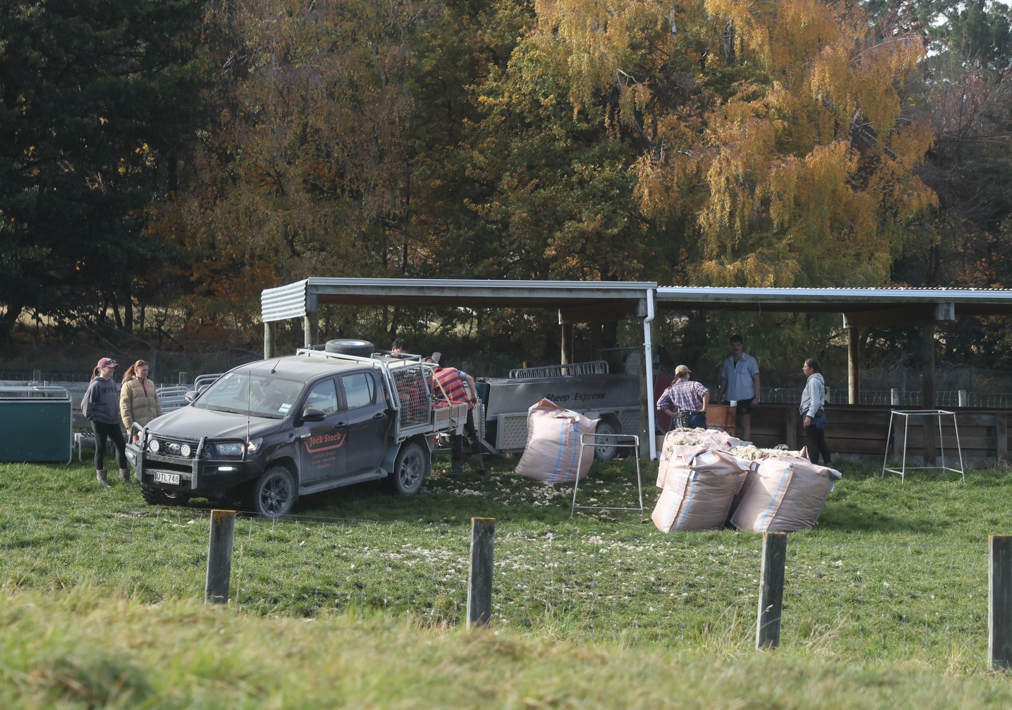 Jeeptour: Braemar Station: Schafe