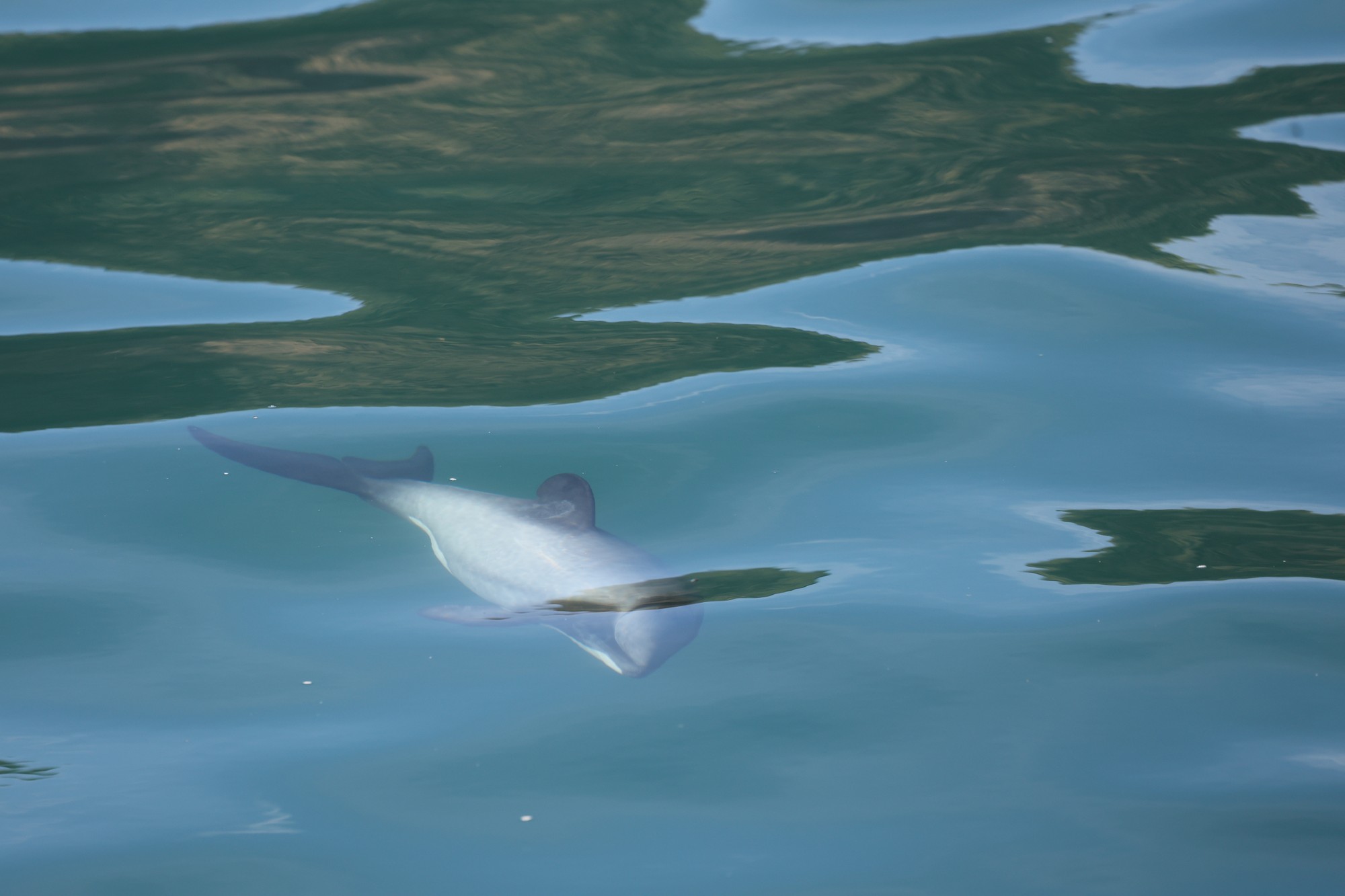 Dolphin Tour: Hector-Delphin