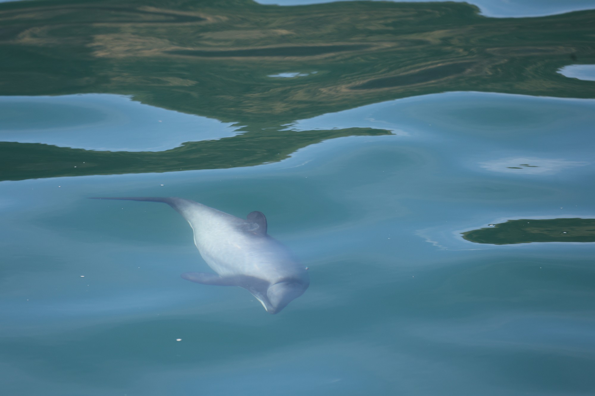 Dolphin Tour: Hector-Delphin