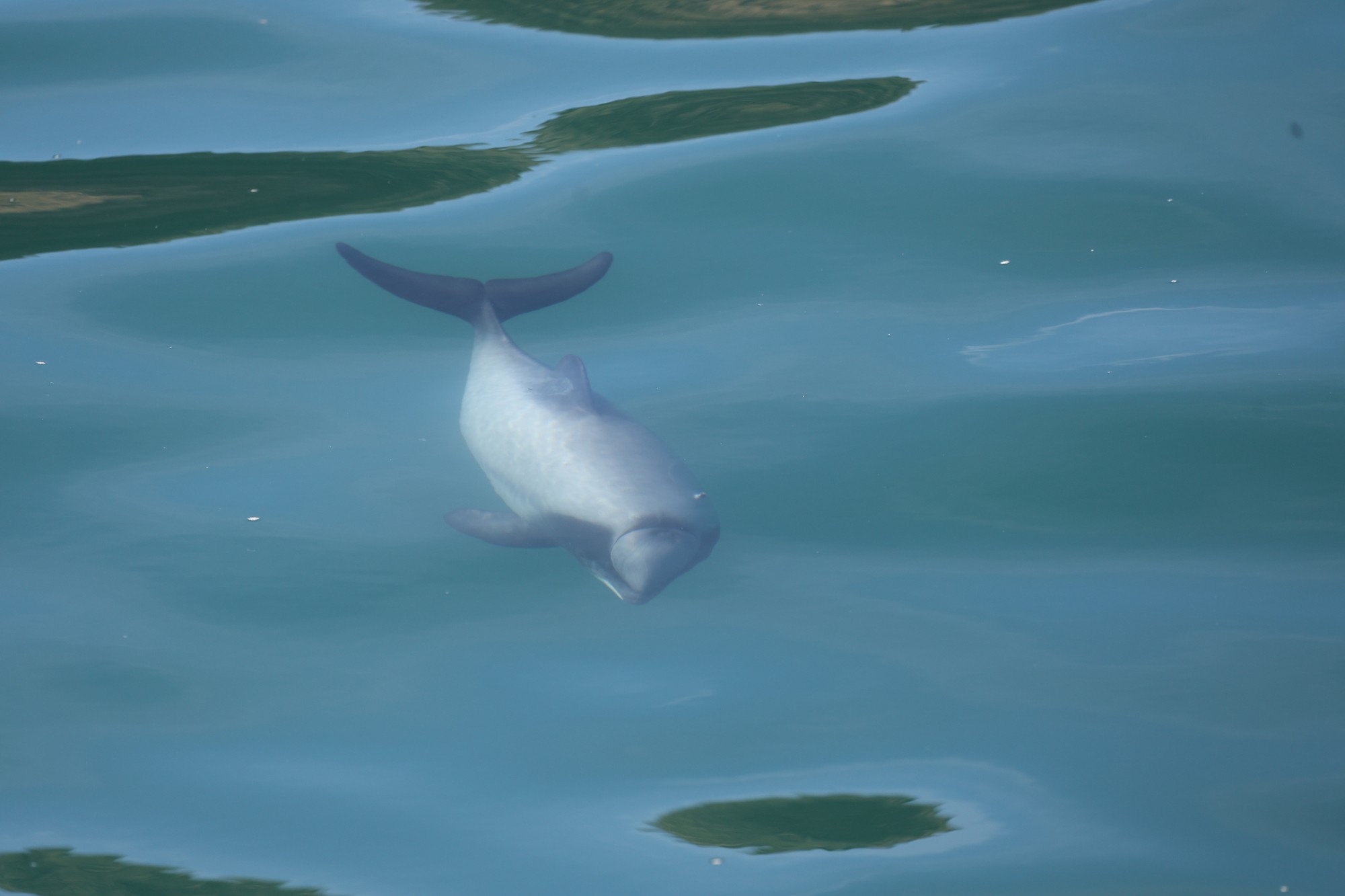 Dolphin Tour: Hector-Delphin
