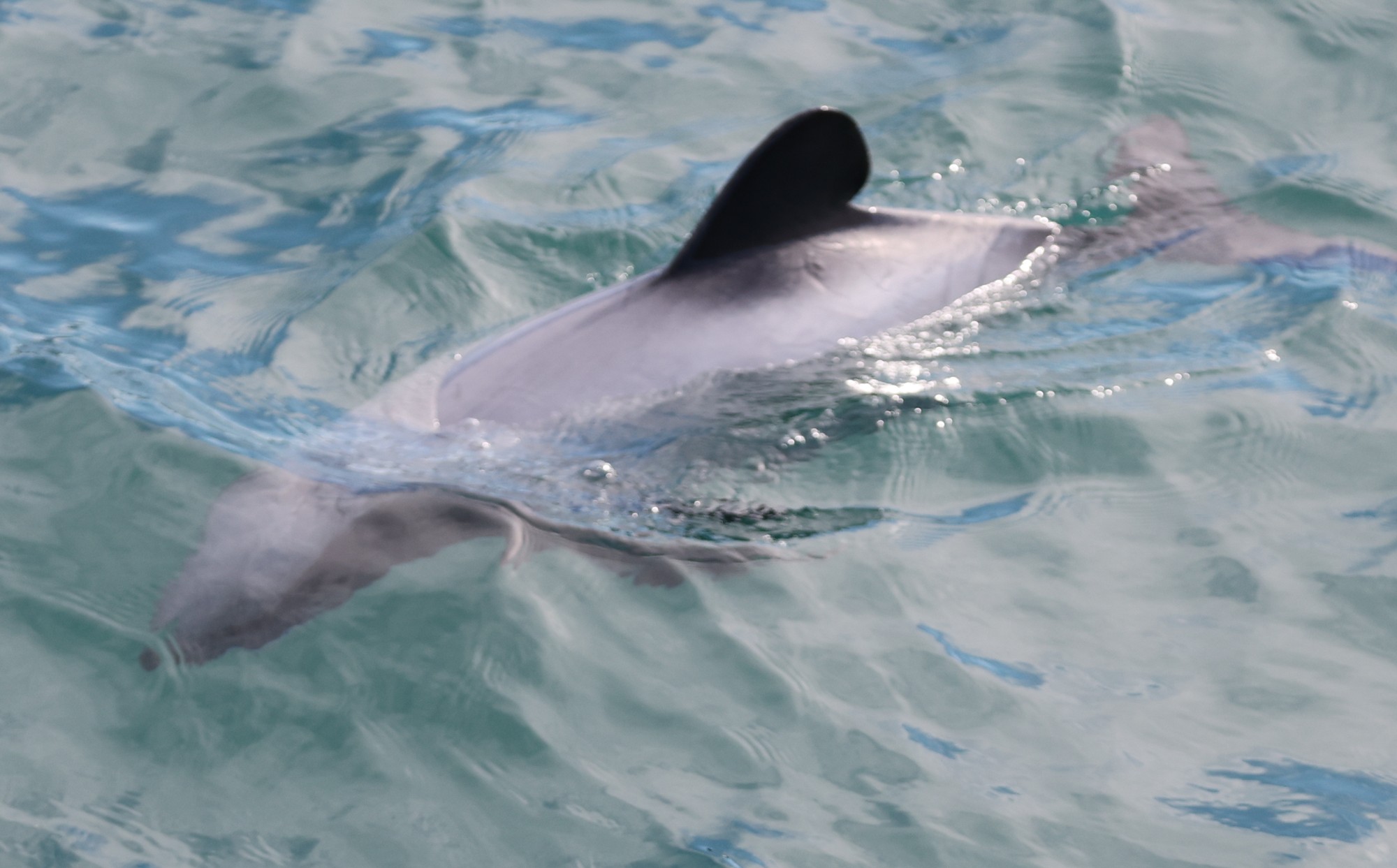 2026-05-06 Dolphin Cruise Akaroa