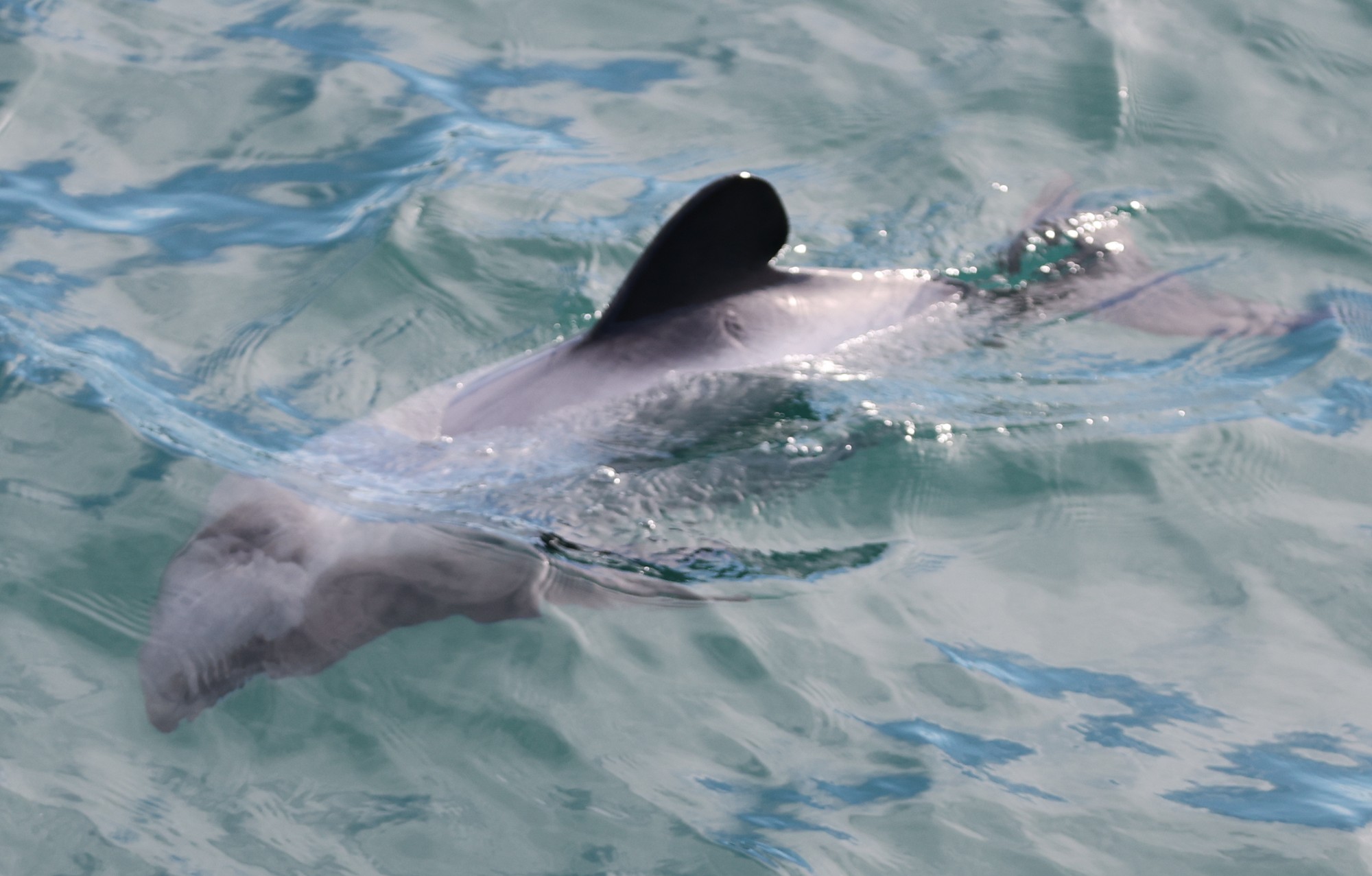 Dolphin Tour: Hector-Delfin