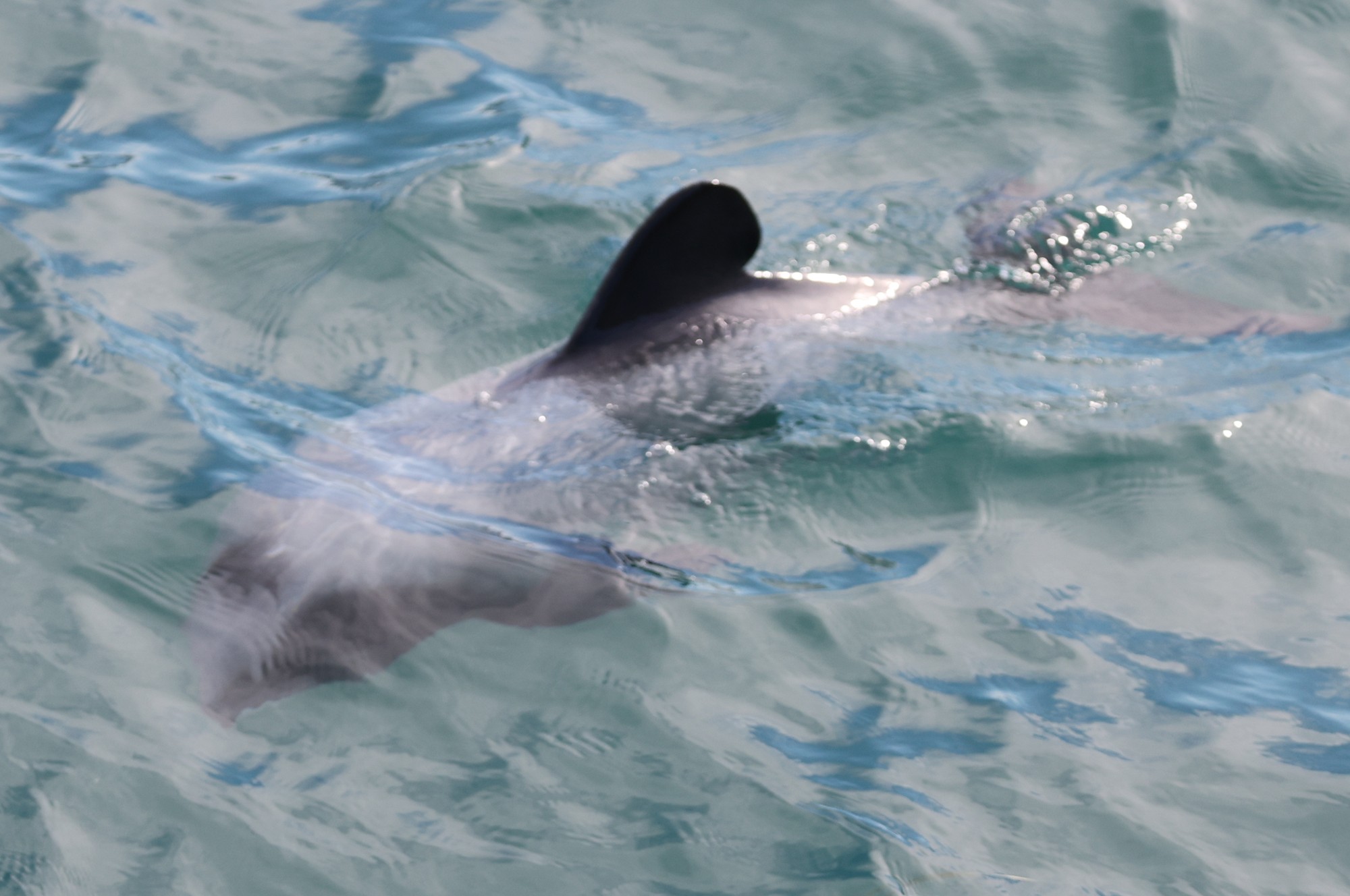 Dolphin Tour: Hector-Delfin
