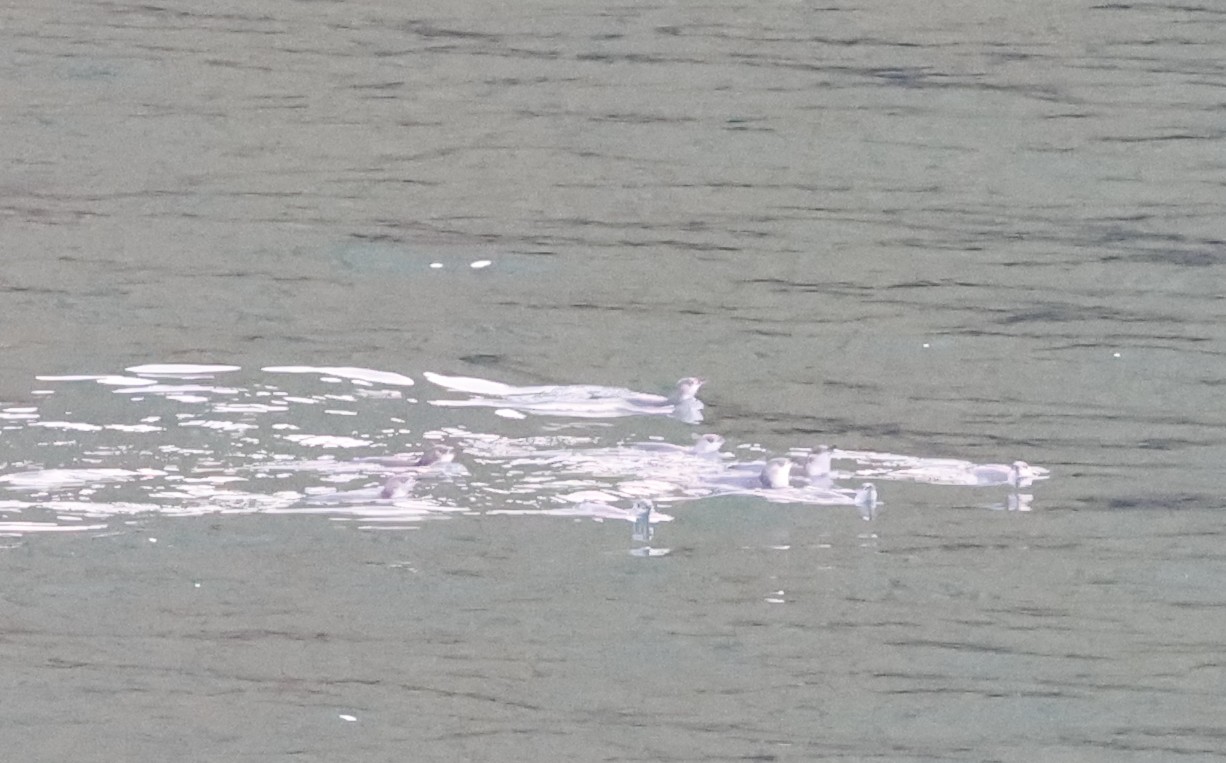 Penguin Tour: Zwergpinguin schwimmend in der Bucht