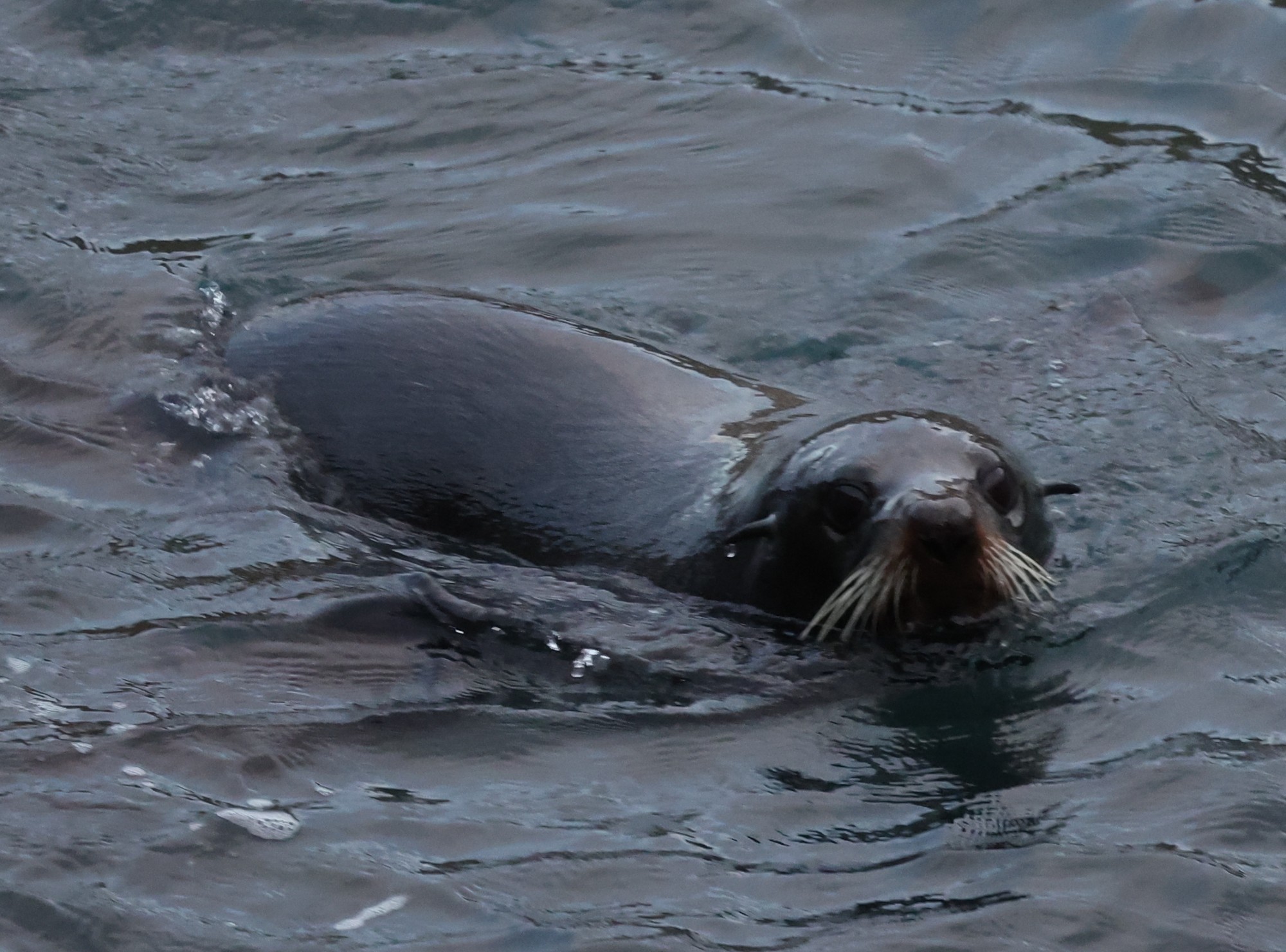 Penguin Tour: Seebär