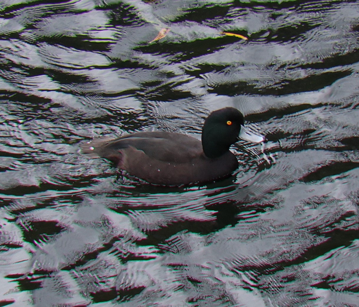 Brückenwanderung: Maori-Ente