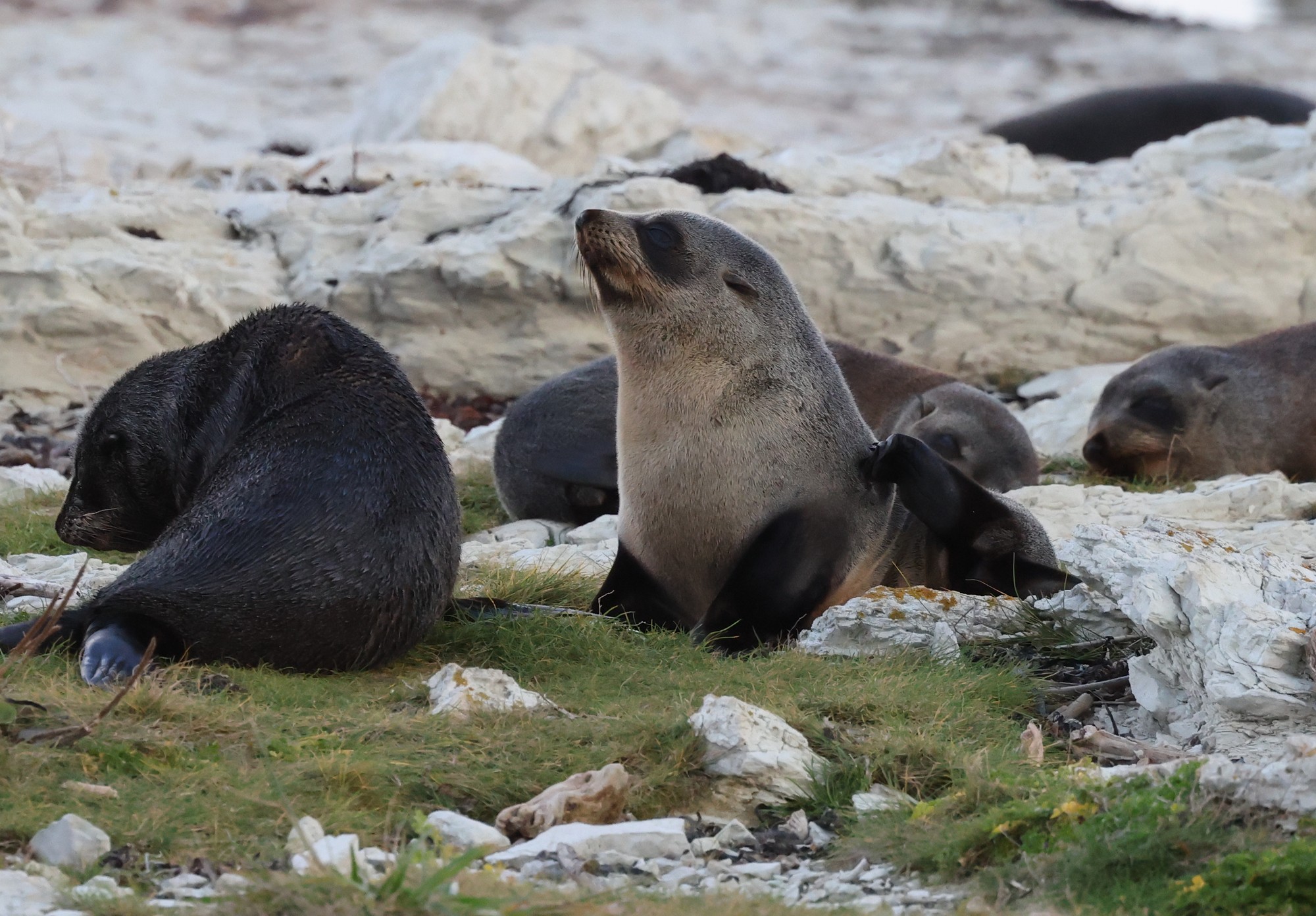Kaikoura-Halbinsel: Seebären