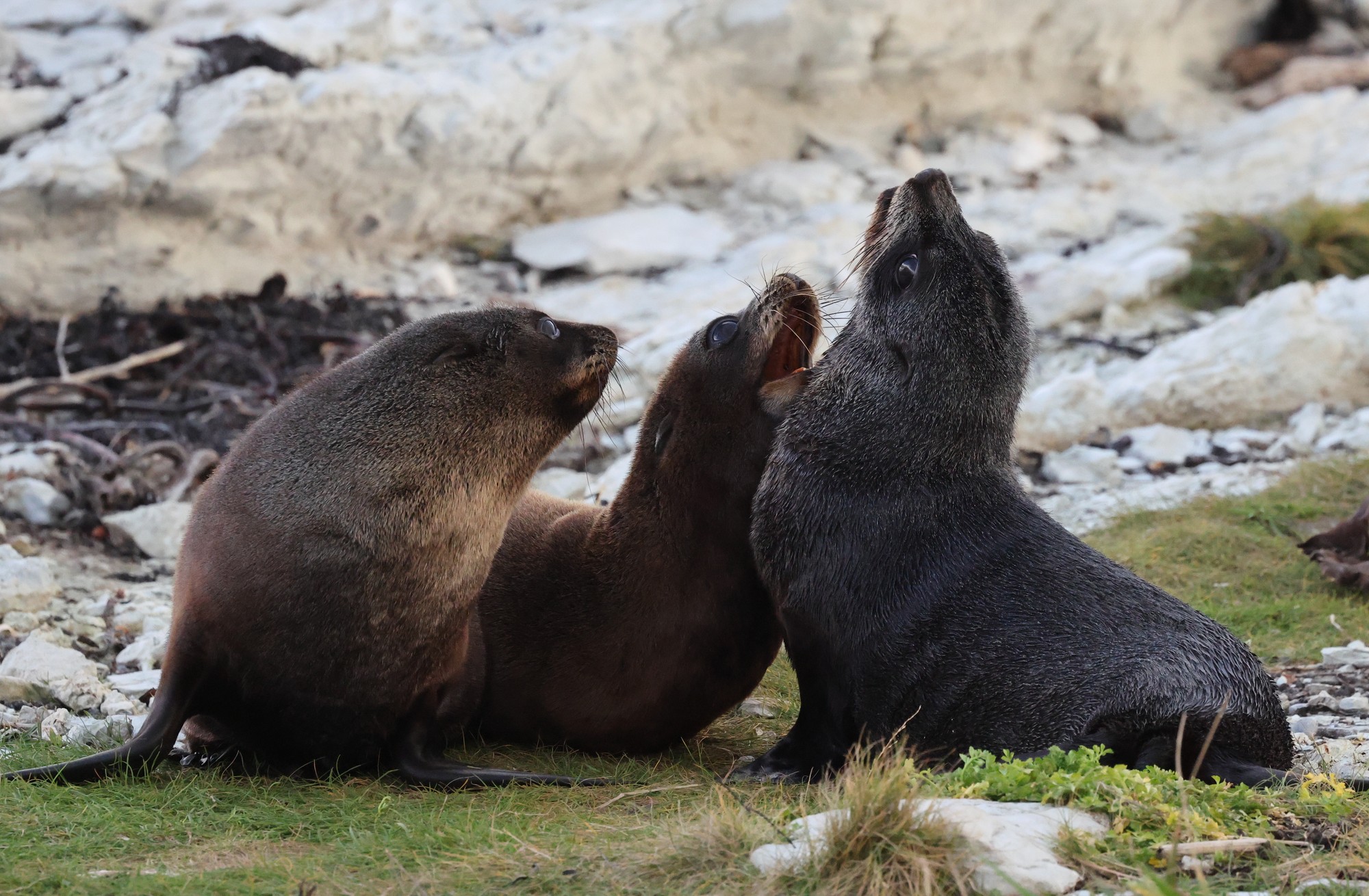 Kaikoura-Halbinsel: Seebären