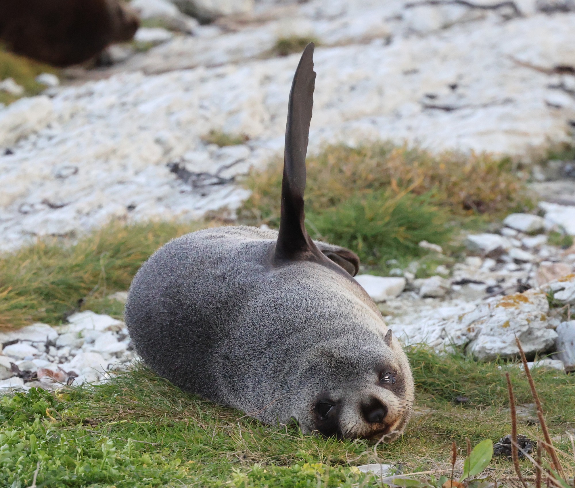 Kaikoura-Halbinsel: Seebären