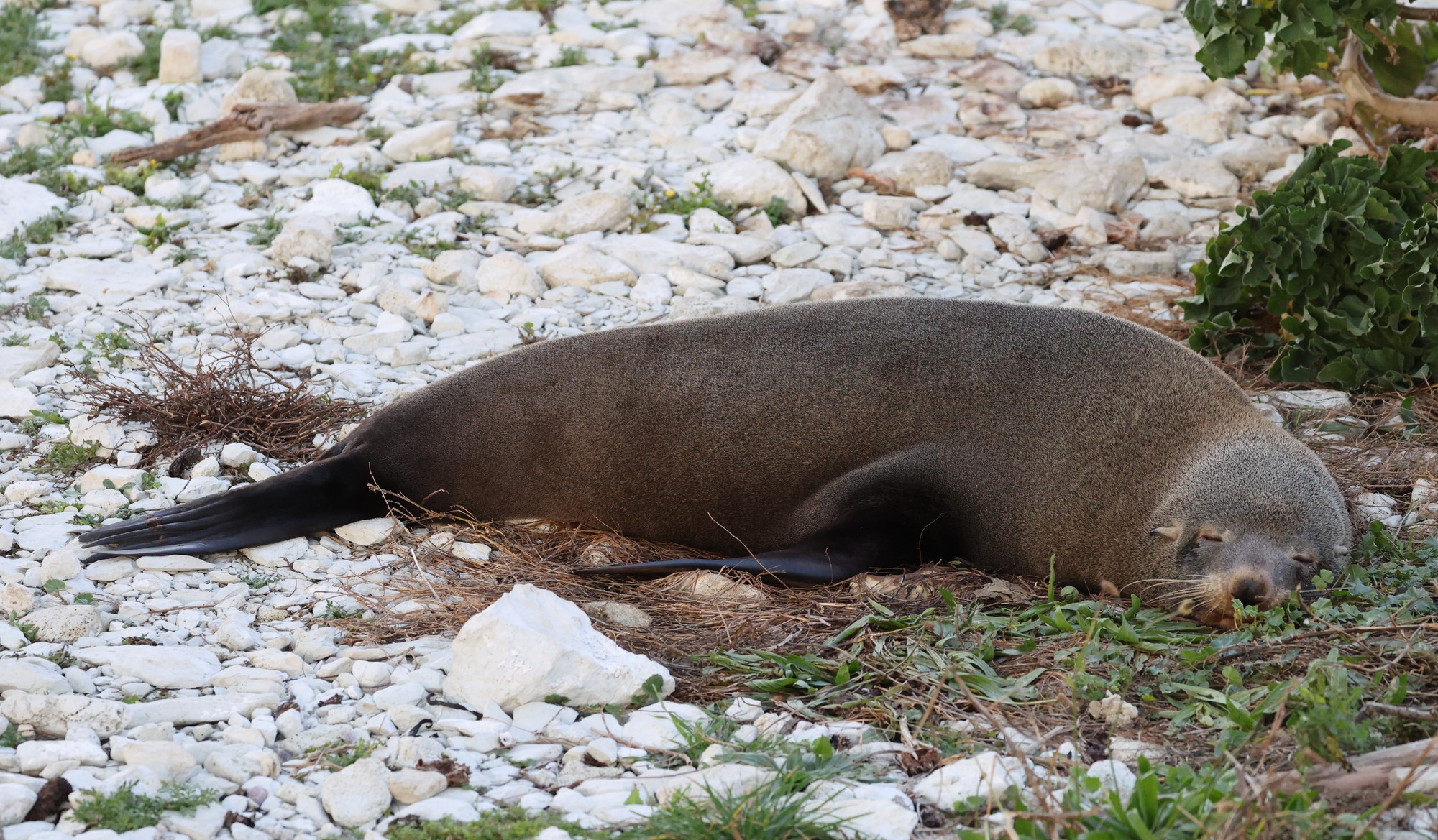 Kaikoura-Halbinsel: Seebären