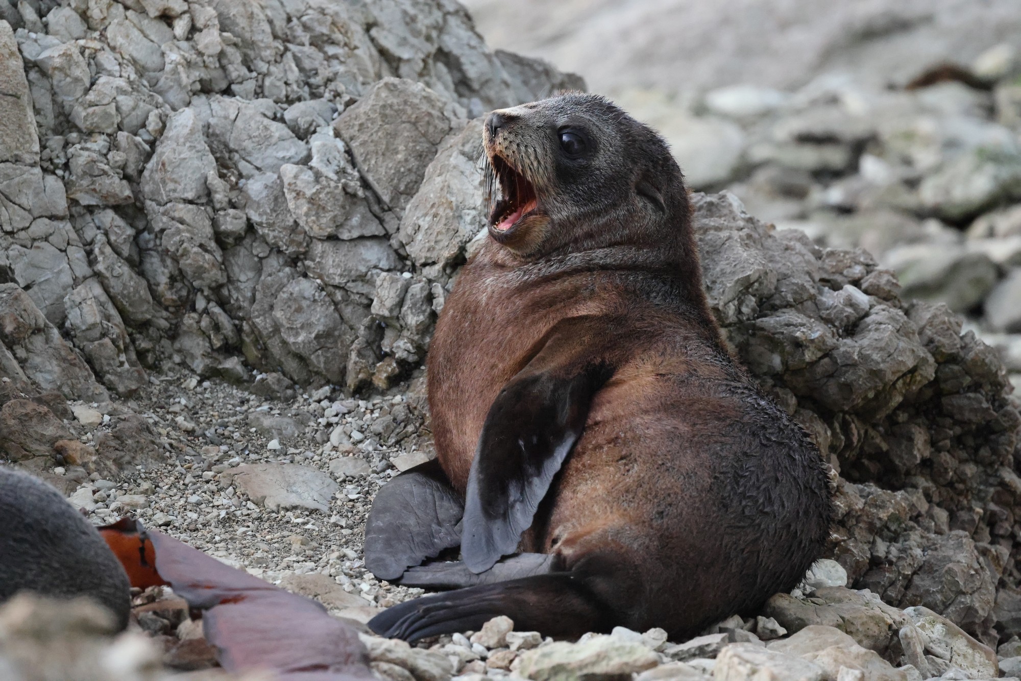 Kaikoura-Halbinsel: Seebären