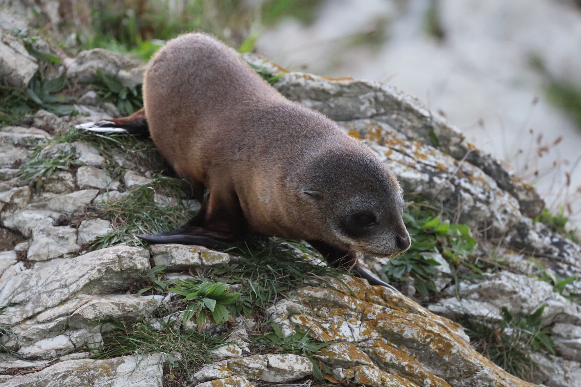 Kaikoura-Halbinsel: Seebären