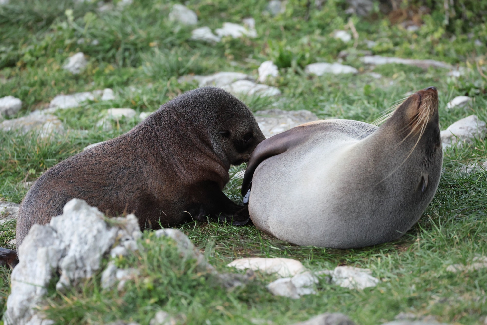 Kaikoura-Halbinsel: Seebären