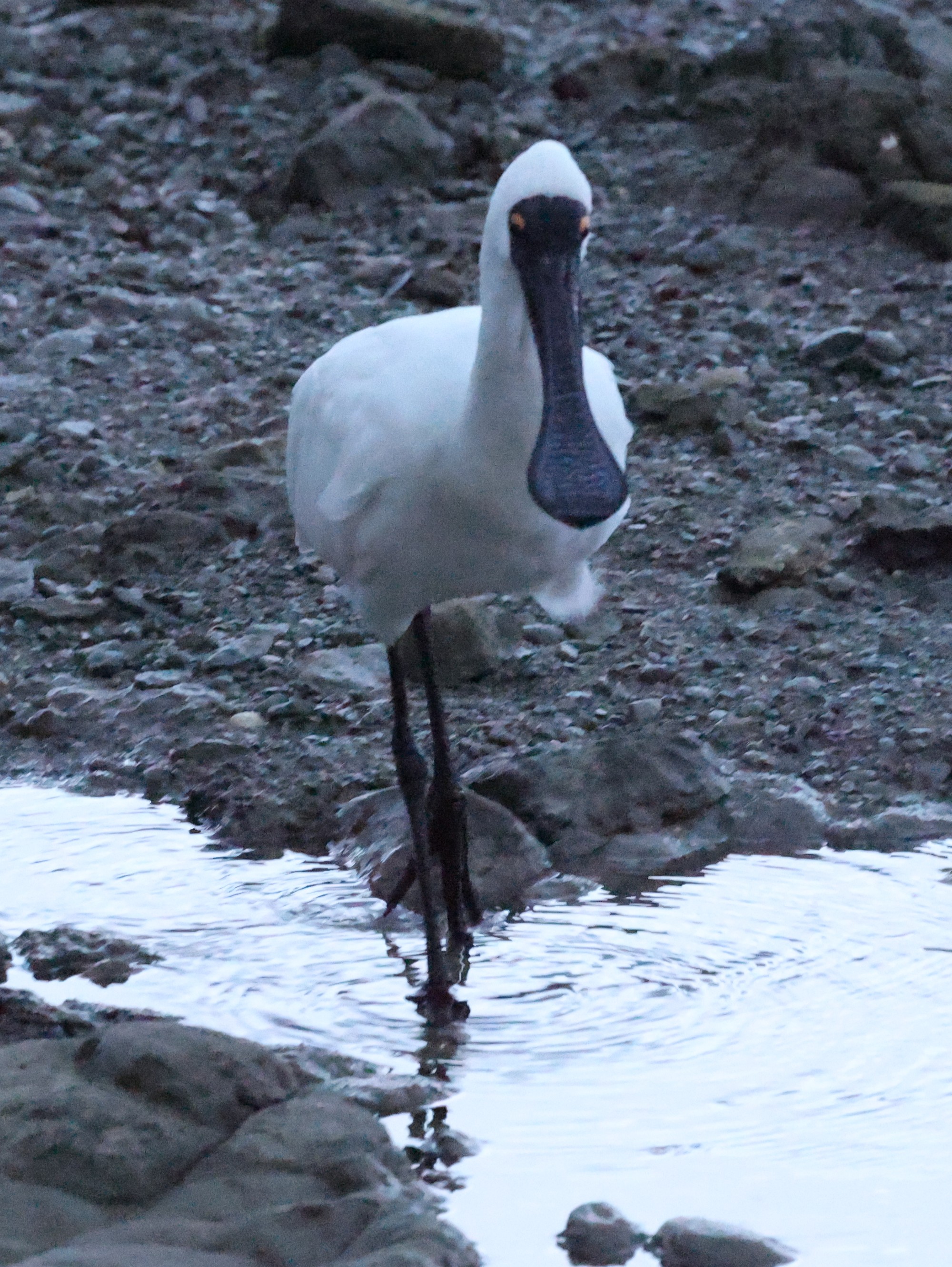 Kaikoura-Halbinsel: Königslöffler