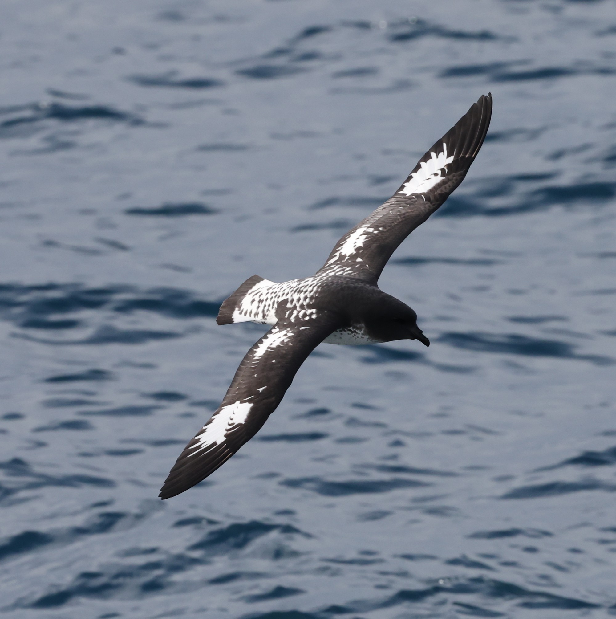 Whale-Watching-Cruise: Kapsturmvogel