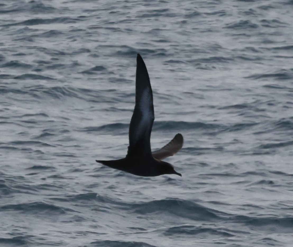 Whale-Watching-Cruise: Rußalbatross