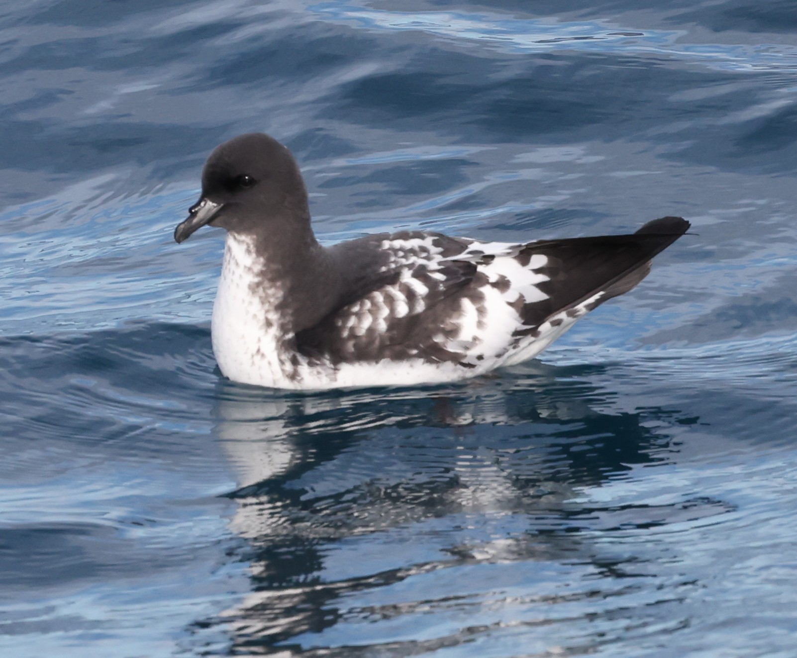 Whale-Watching-Cruise: Kapsturmvogel