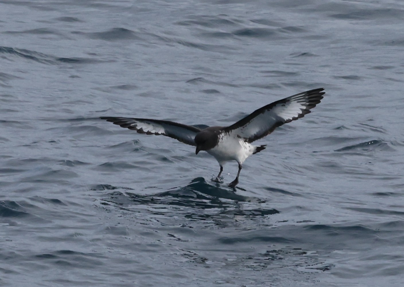 Whale-Watching-Cruise: Kapsturmvogel