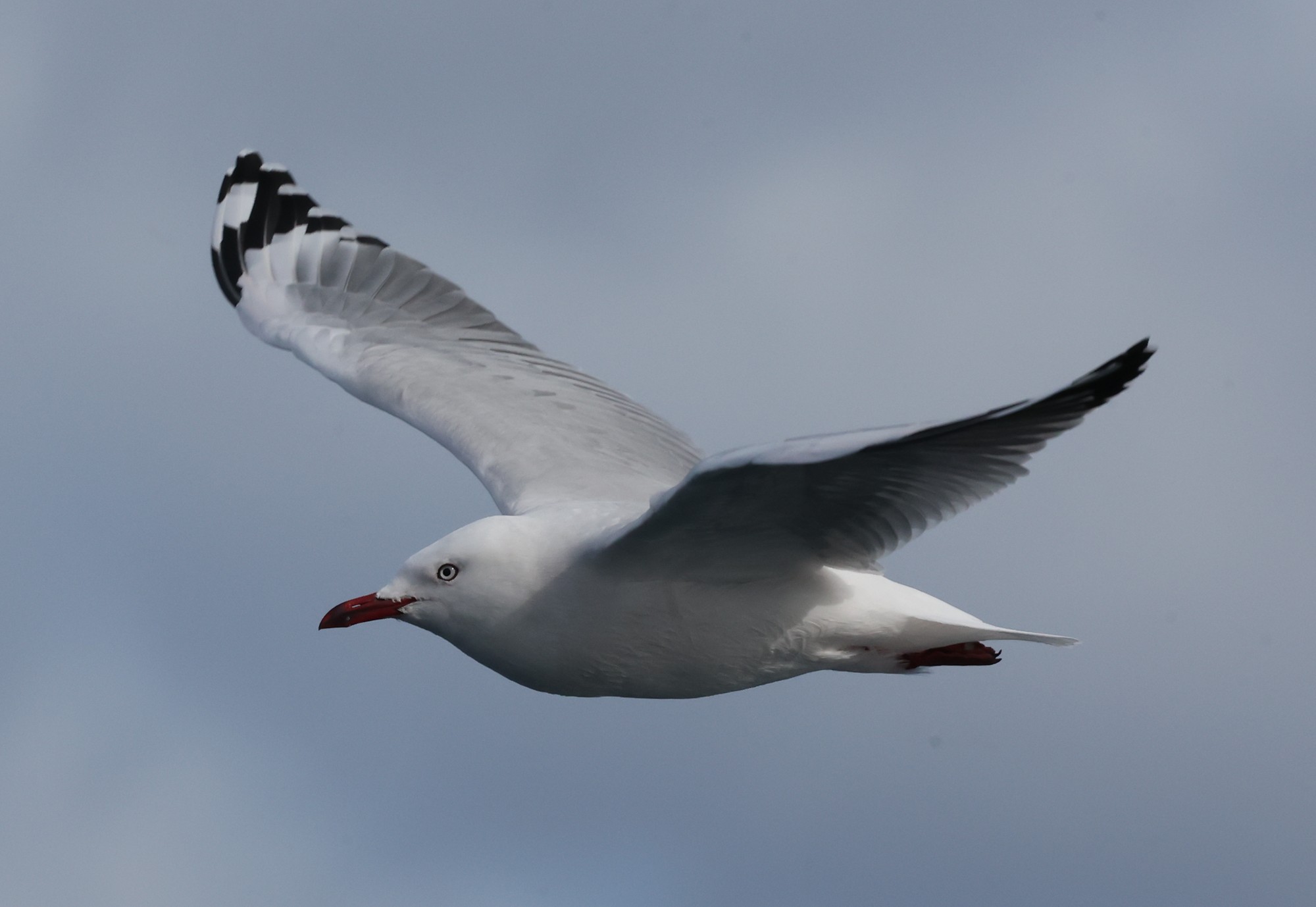 Whale-Watching-Cruise: Rotschnabelmöwe