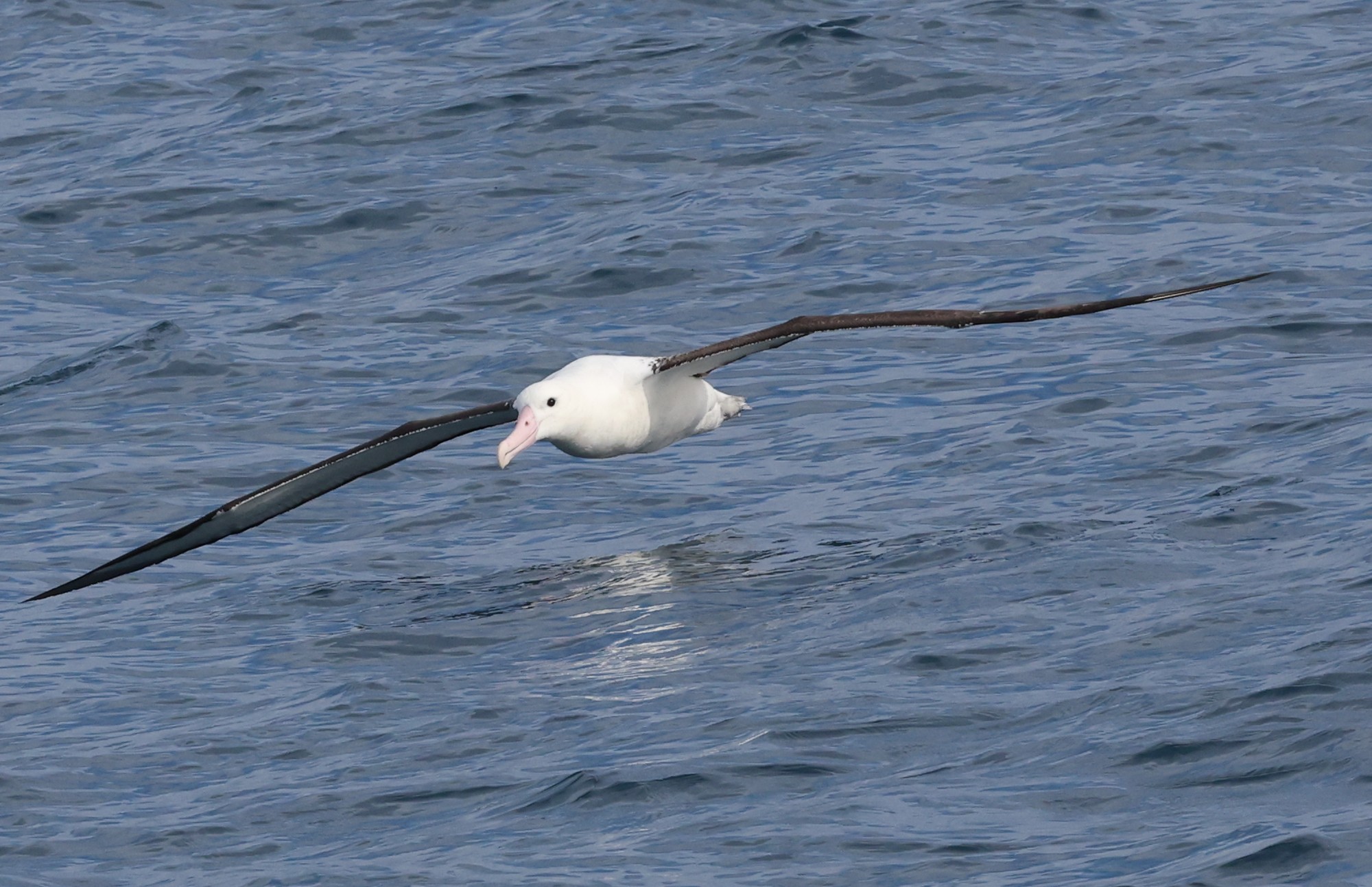 Whale-Watching-Cruise: Schwarzbrauenalbatross