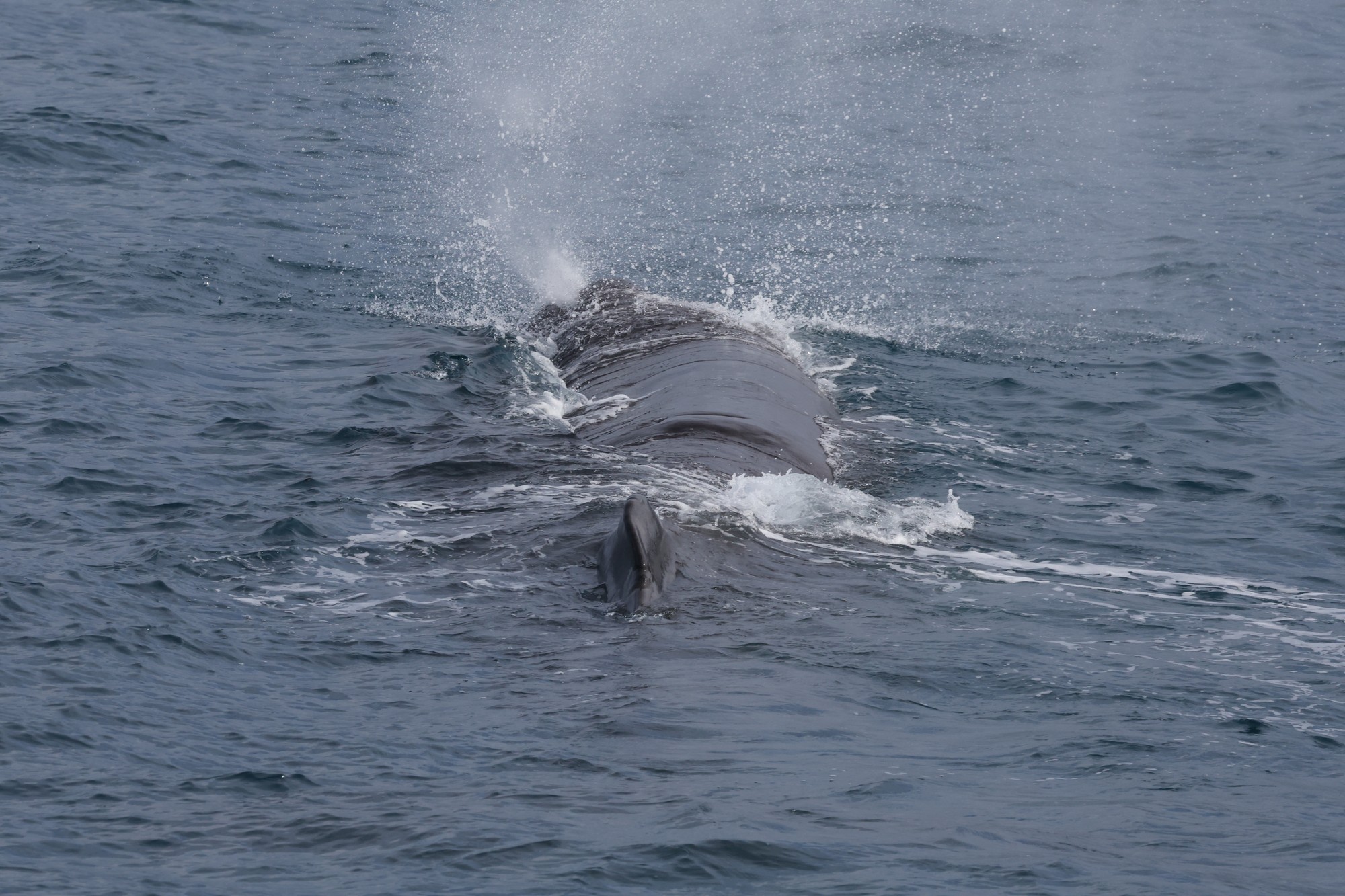 Whale-Watching-Cruise: Pottwal