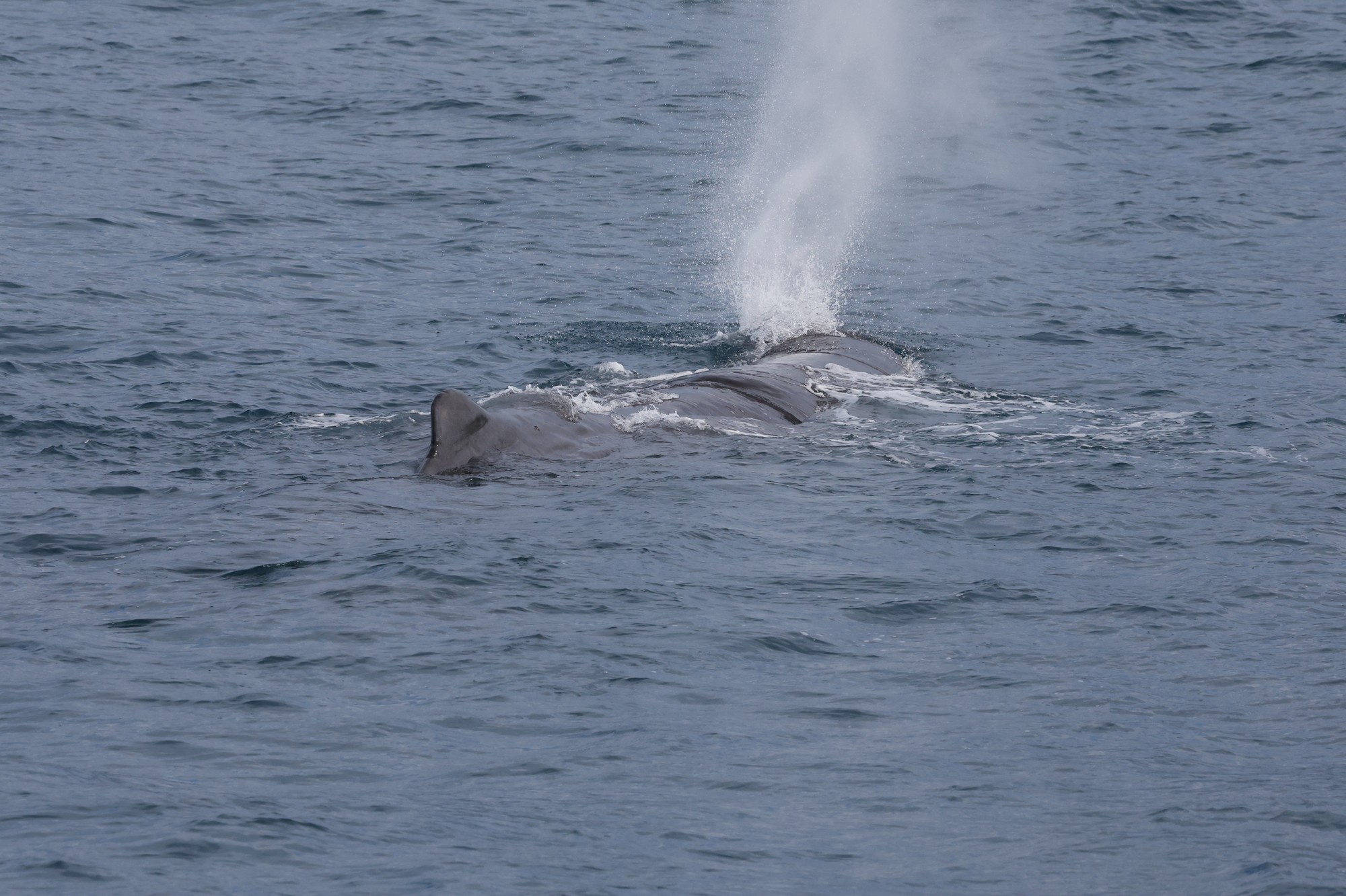 Whale-Watching-Cruise: Pottwal