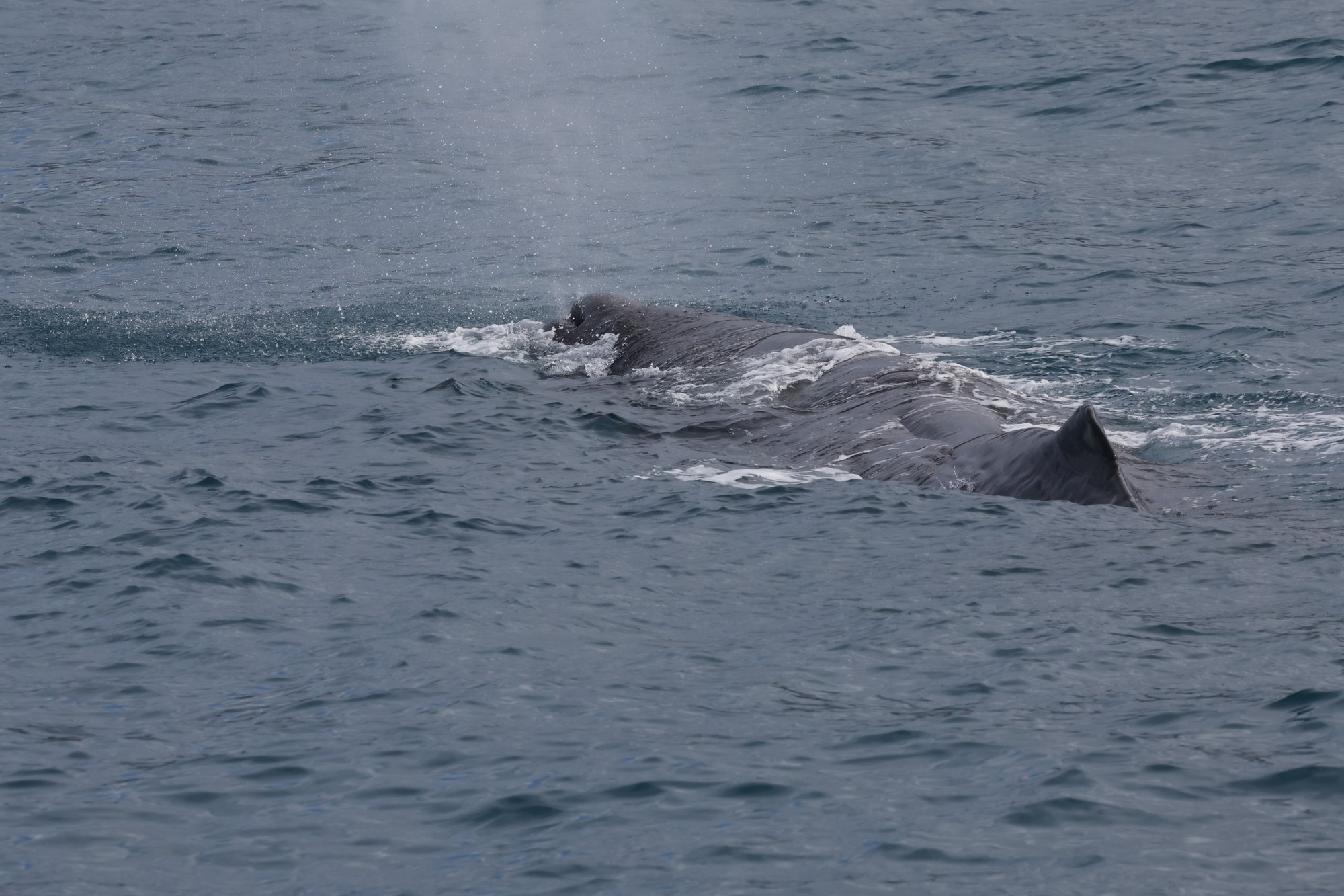 Whale-Watching-Cruise: Pottwal