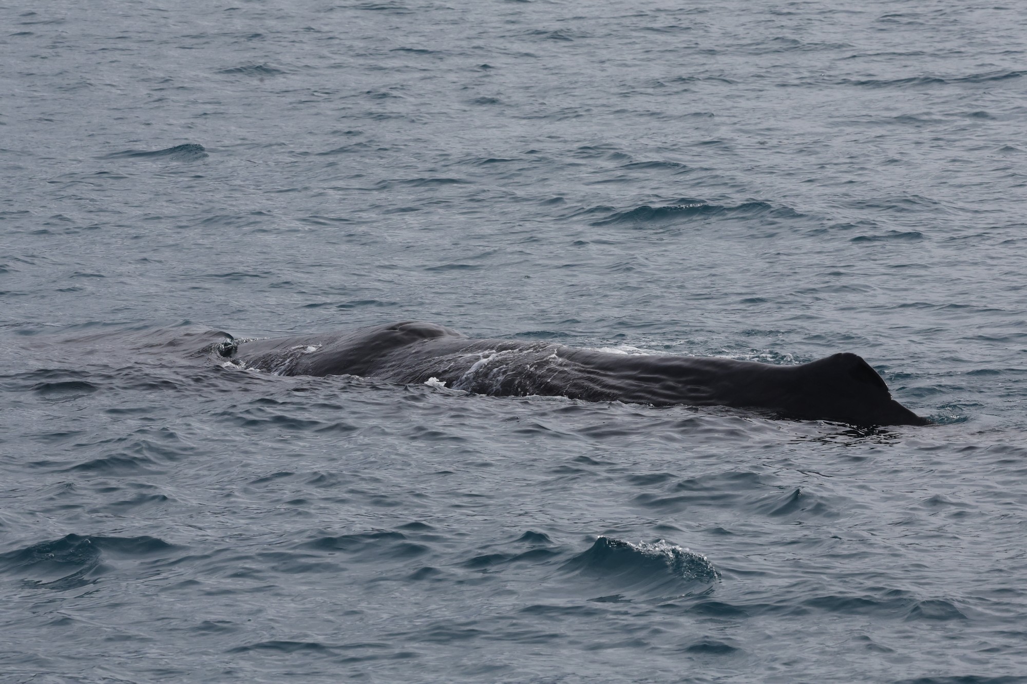 Whale-Watching-Cruise: Pottwal