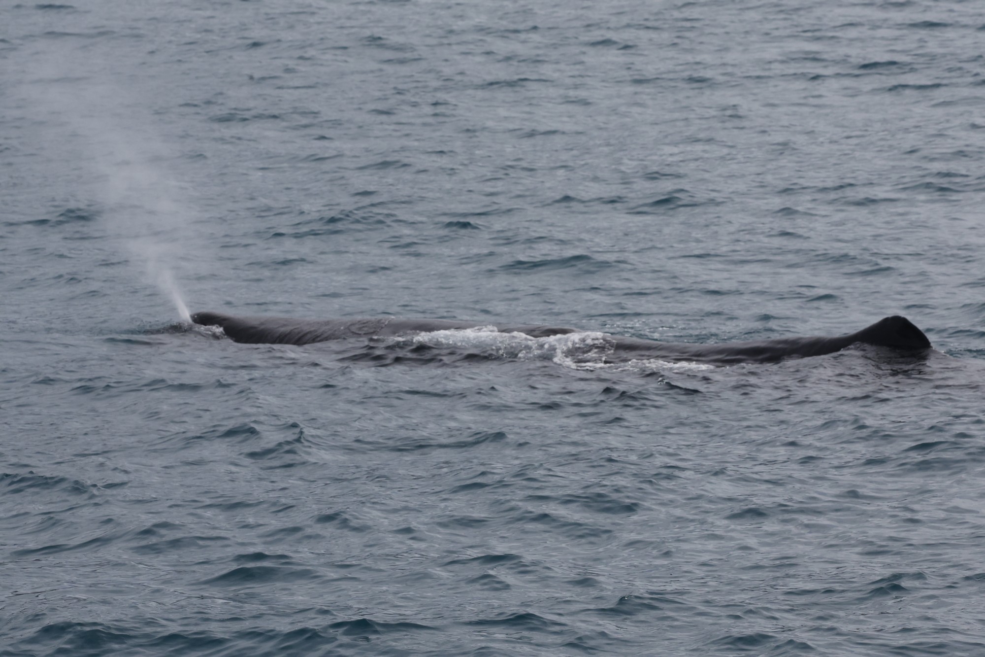 Whale-Watching-Cruise: Pottwal