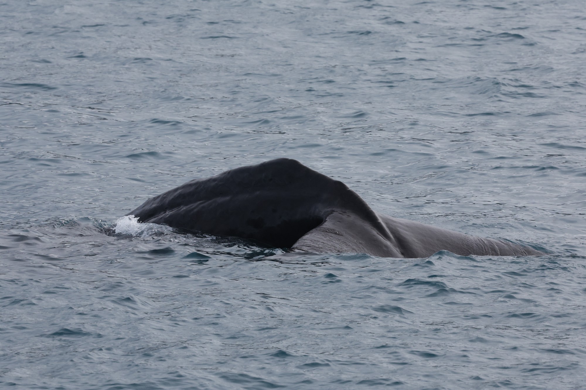 Whale-Watching-Cruise: Pottwal