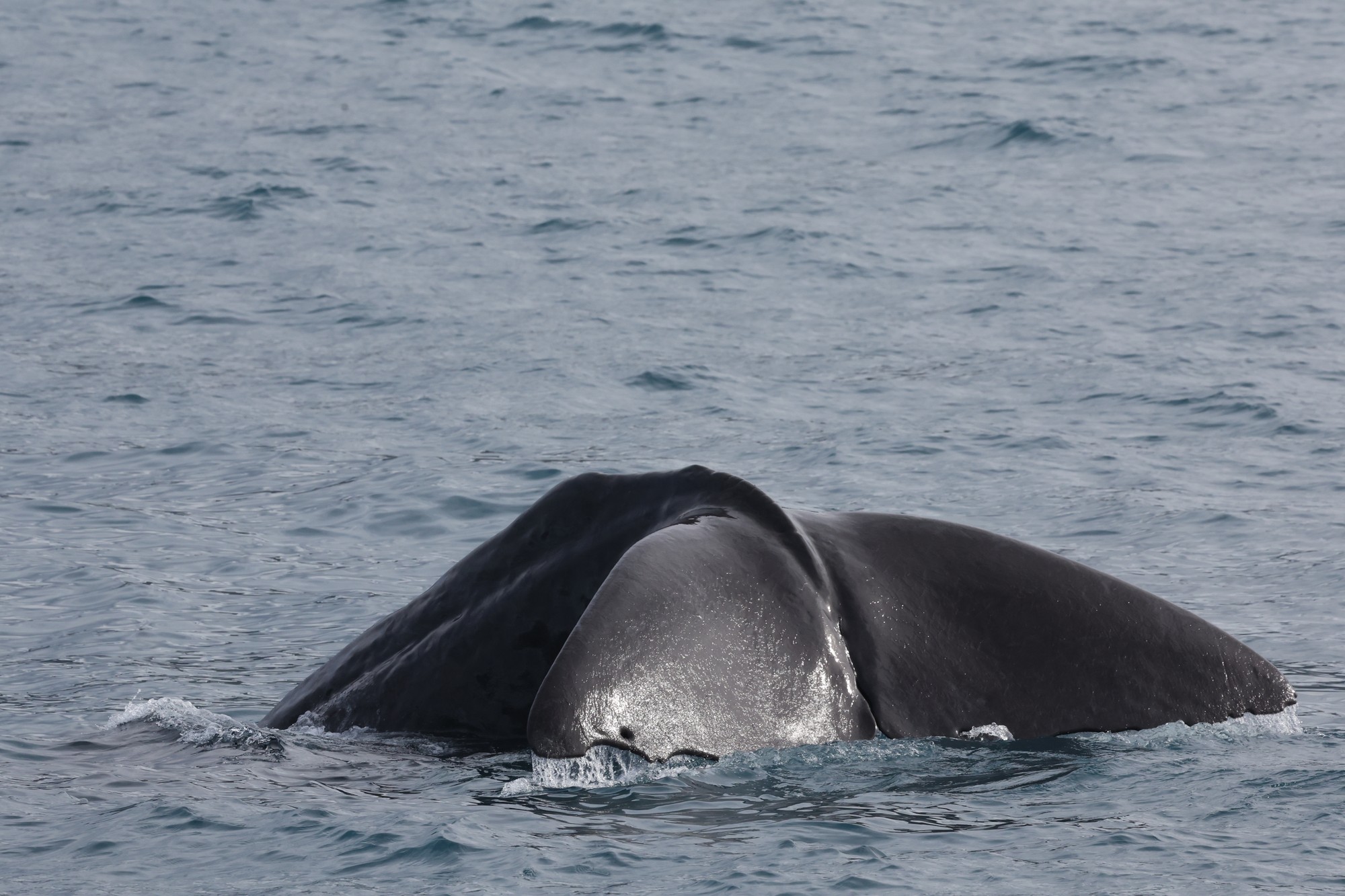 Whale-Watching-Cruise: Pottwal