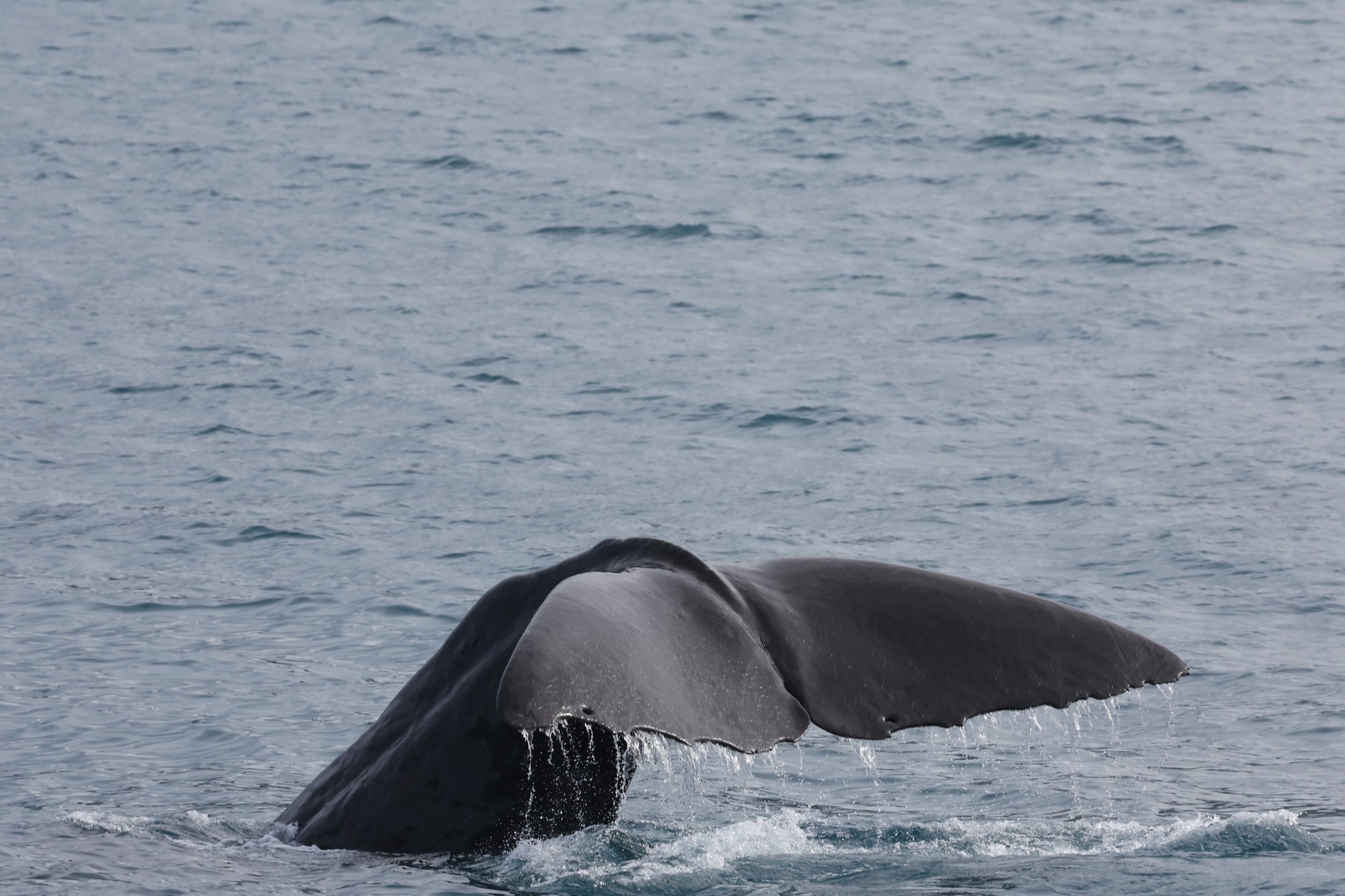 Whale-Watching-Cruise: Pottwal