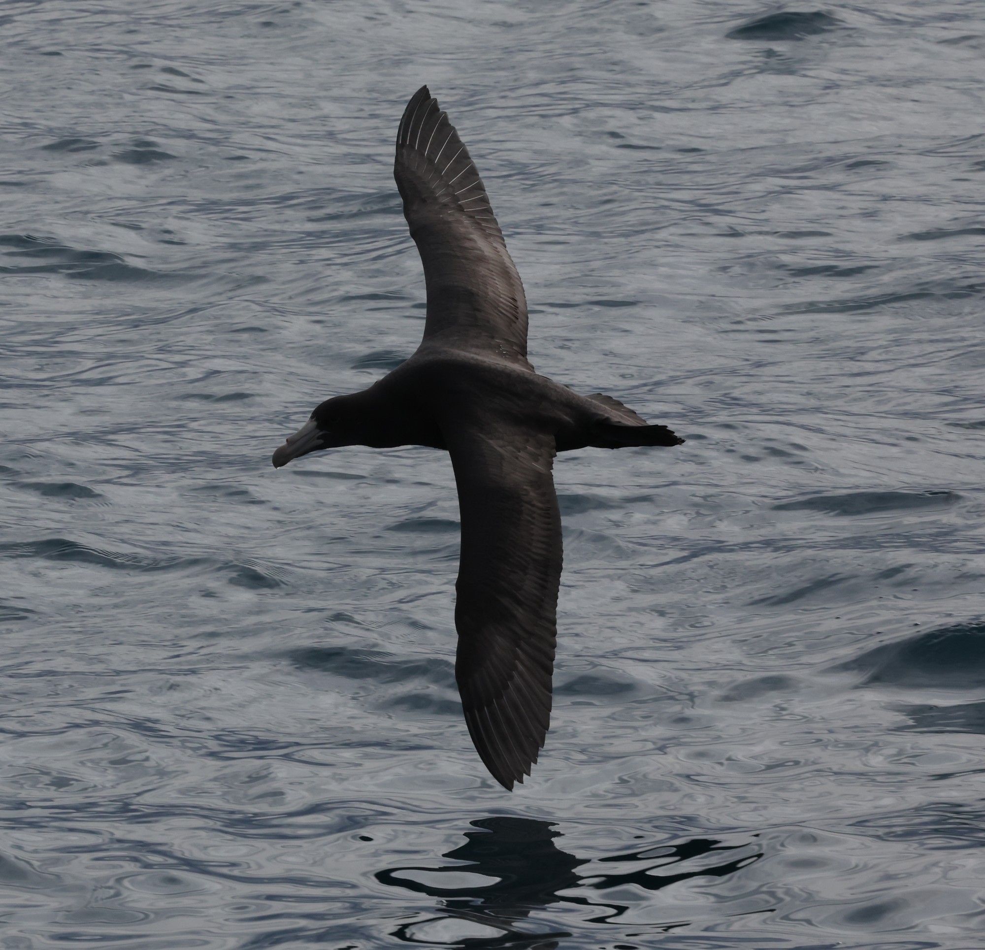 Whale-Watching-Cruise: Dunkler Sturmtaucher