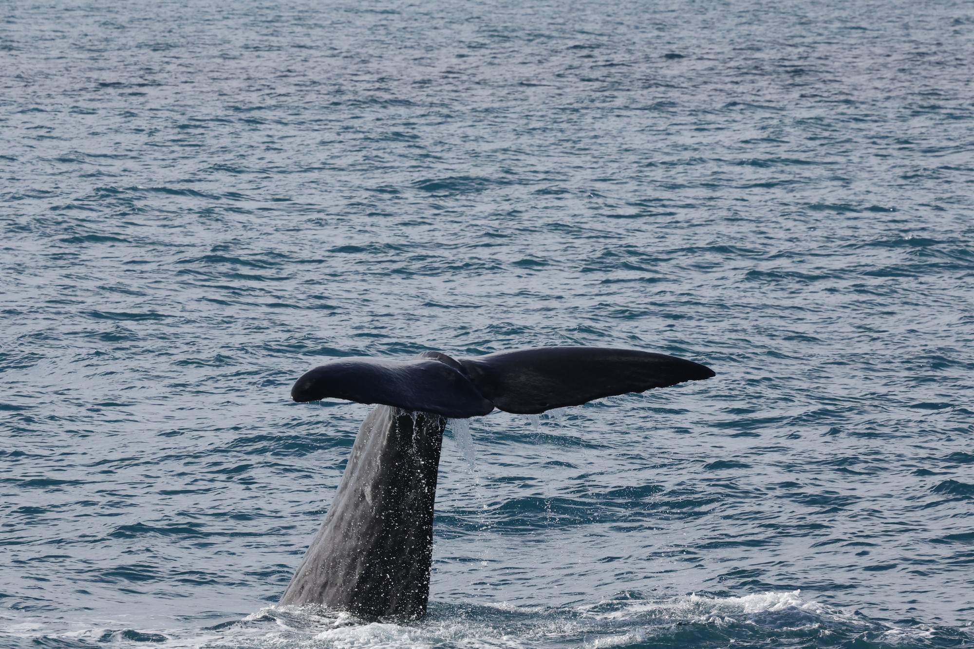 Whale-Watching-Cruise: Pottwal