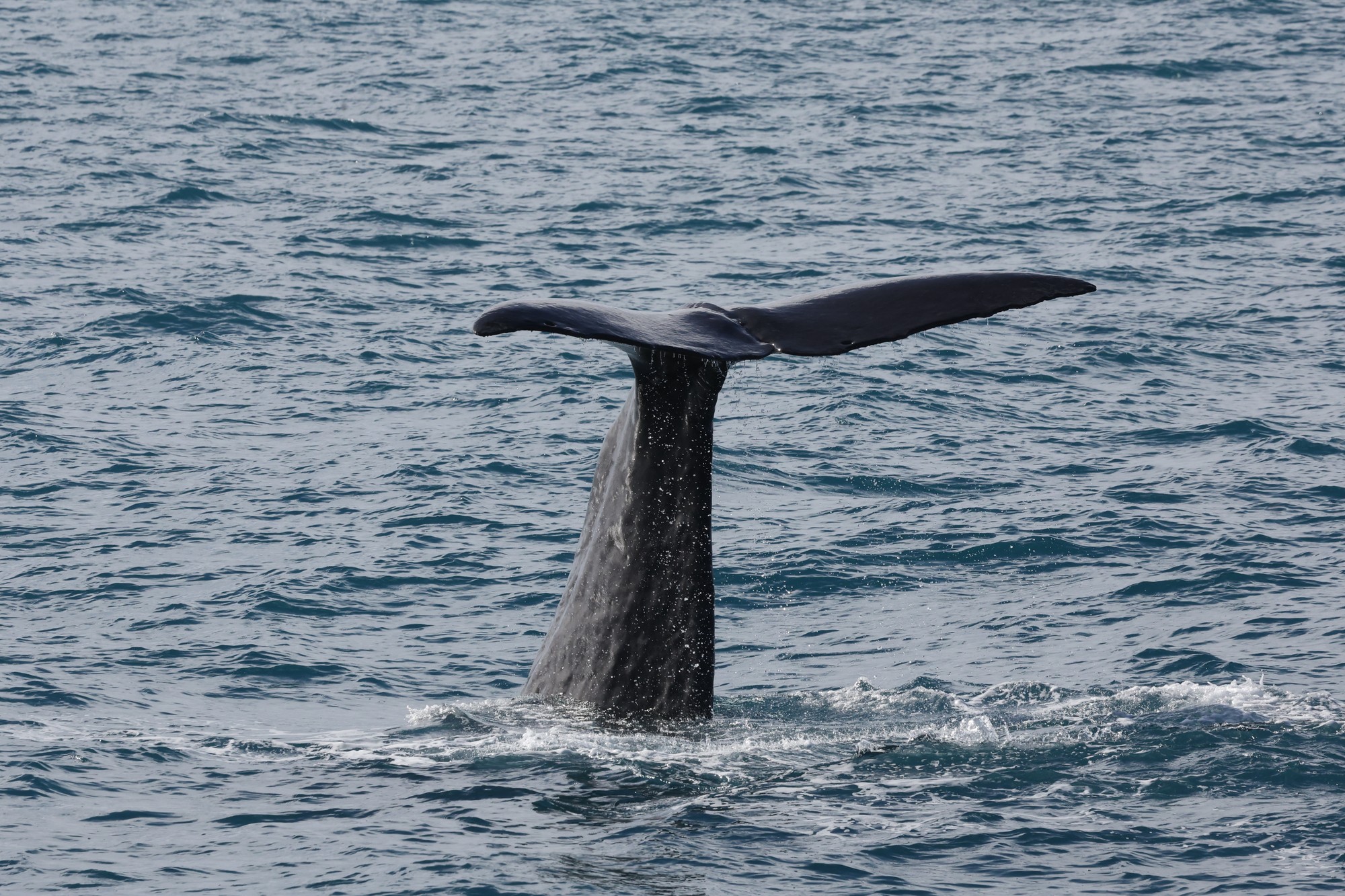 Whale-Watching-Cruise: Pottwal