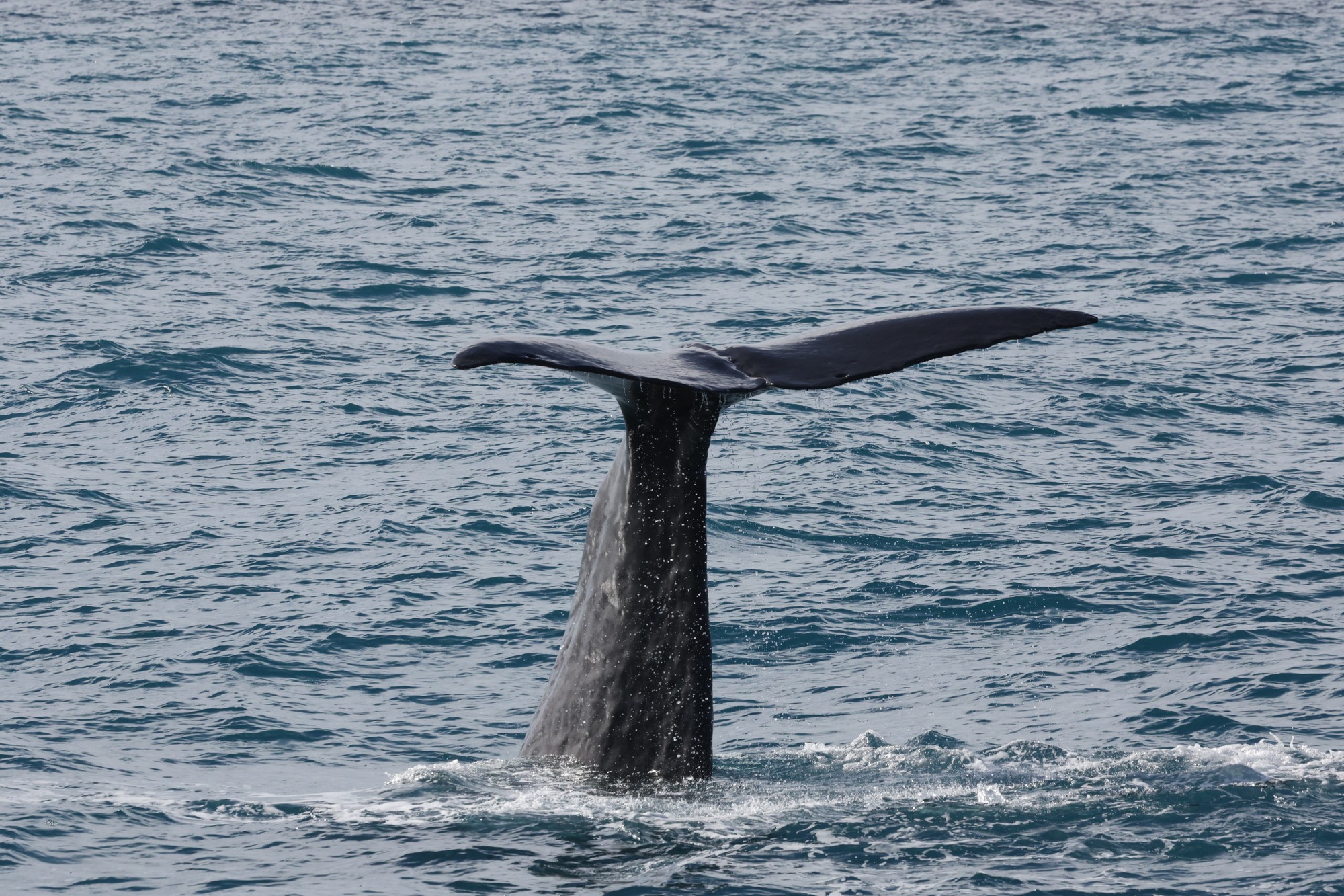 Whale-Watching-Cruise: Pottwal