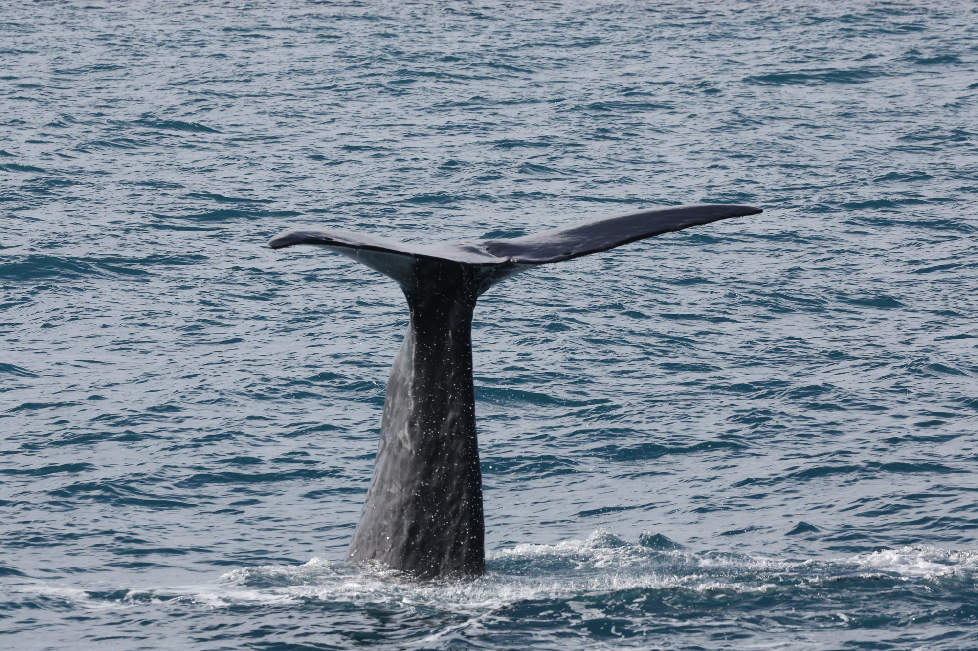 Whale-Watching-Cruise: Pottwal