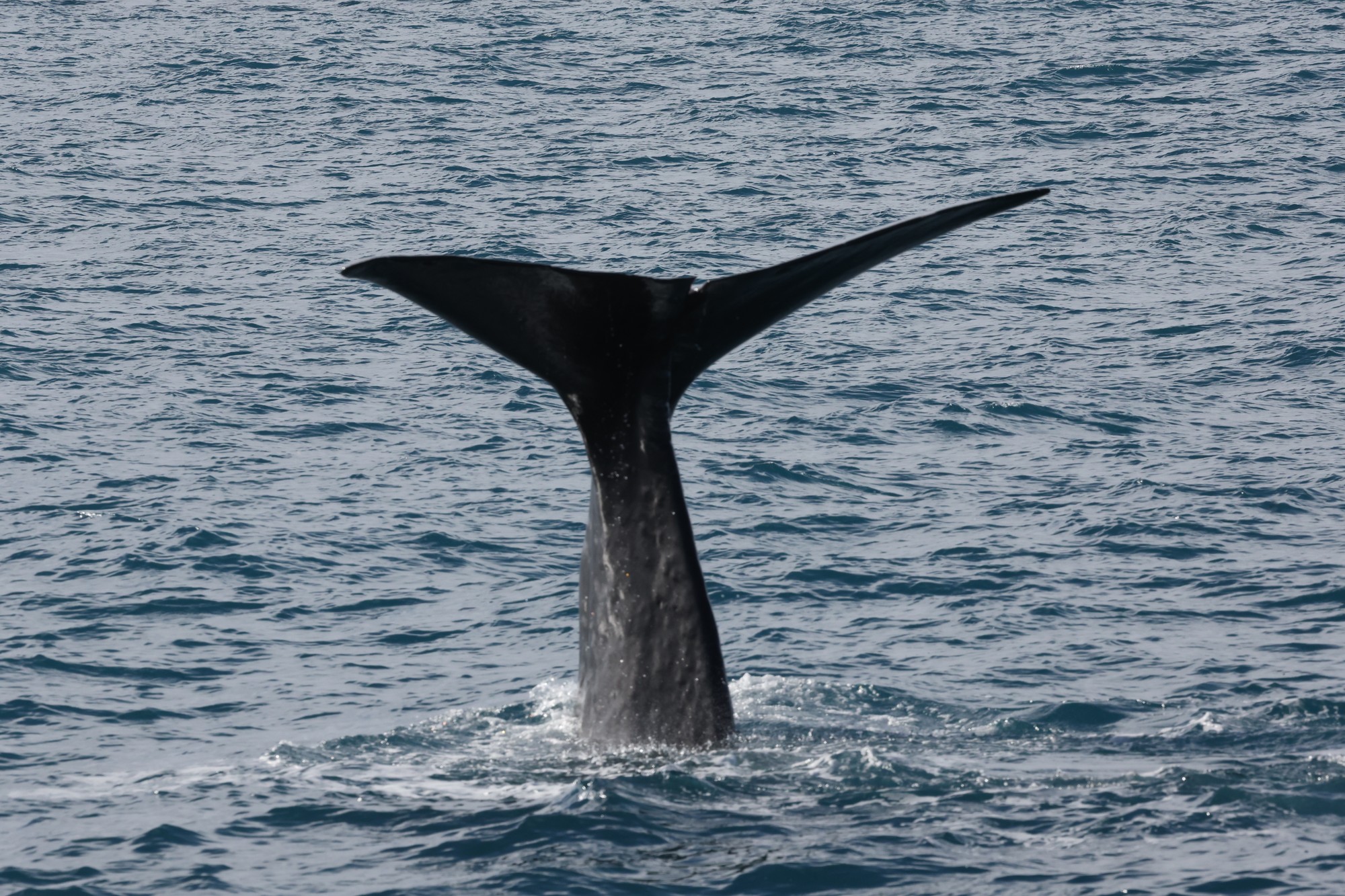 Whale-Watching-Cruise: Pottwal
