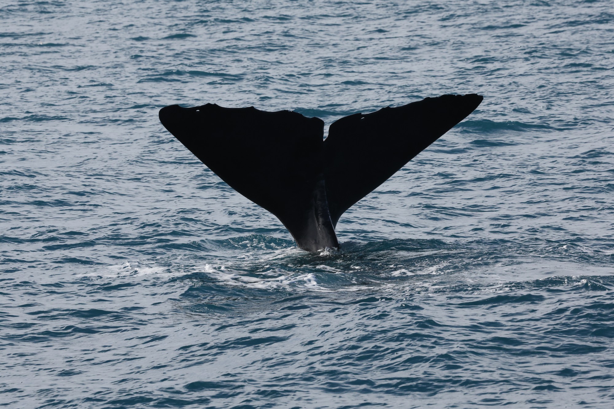 Whale-Watching-Cruise: Pottwal