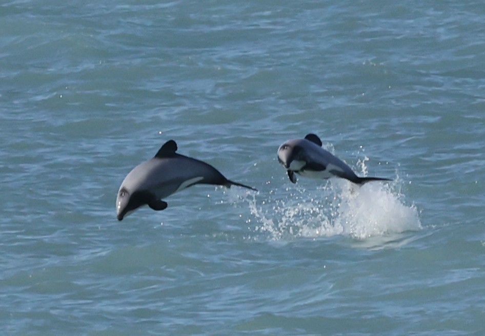 Whale-Watching-Cruise: Hector-Delfin