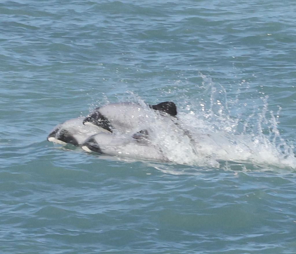2026-05-09 Whale-Watching-Cruise in Kaikoura