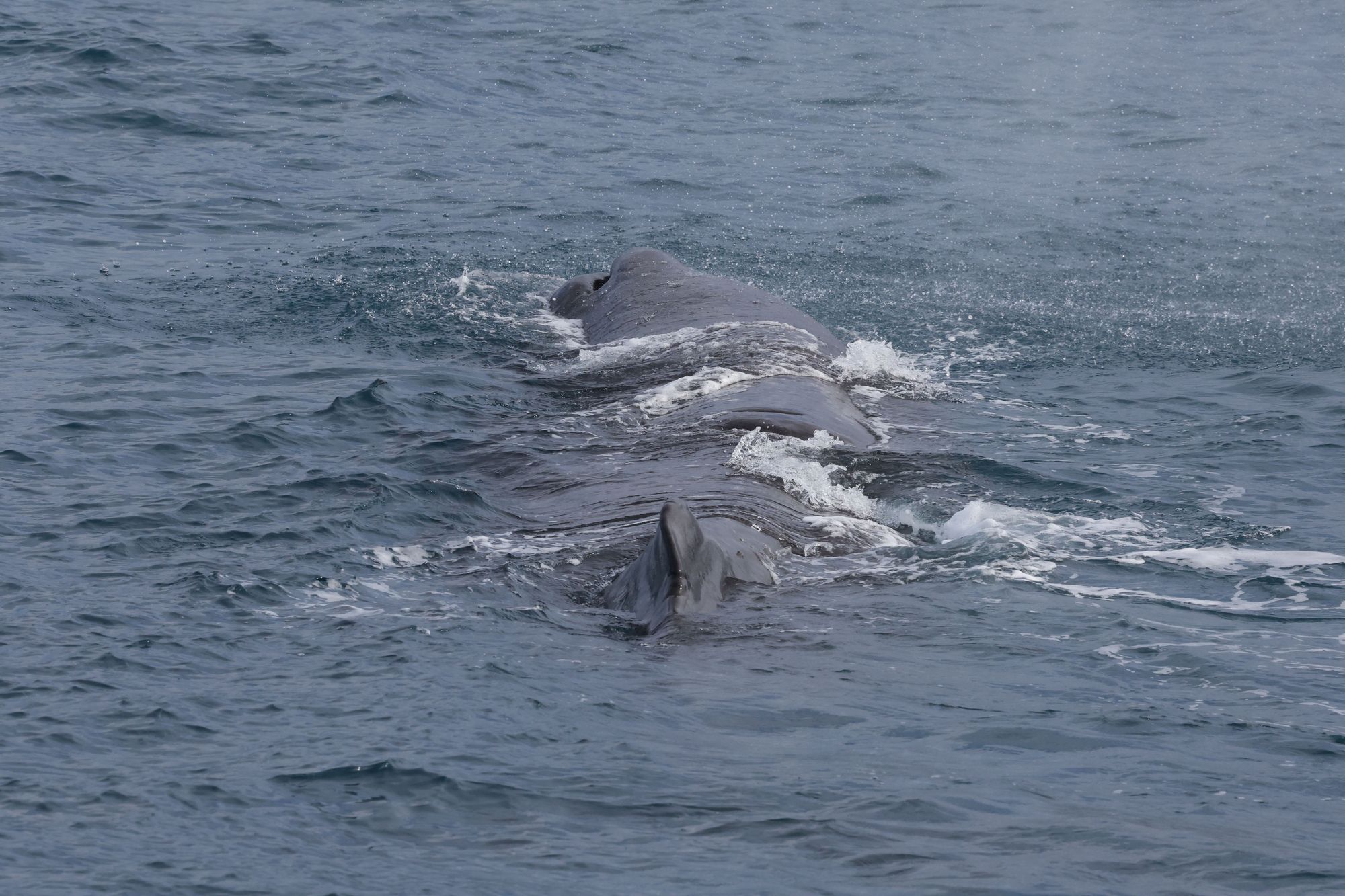 2026-05-09 Whale-Watching-Cruise in Kaikoura