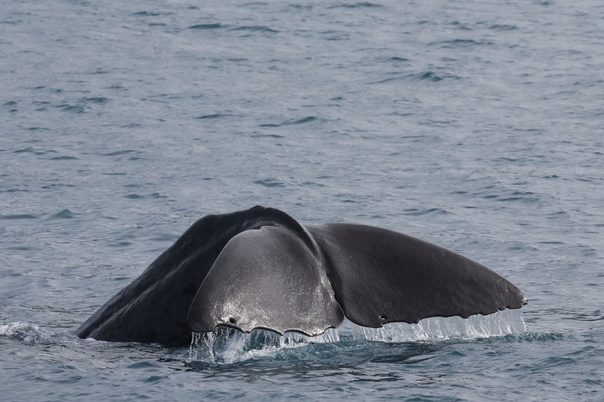 2026-05-09 Whale-Watching-Cruise in Kaikoura