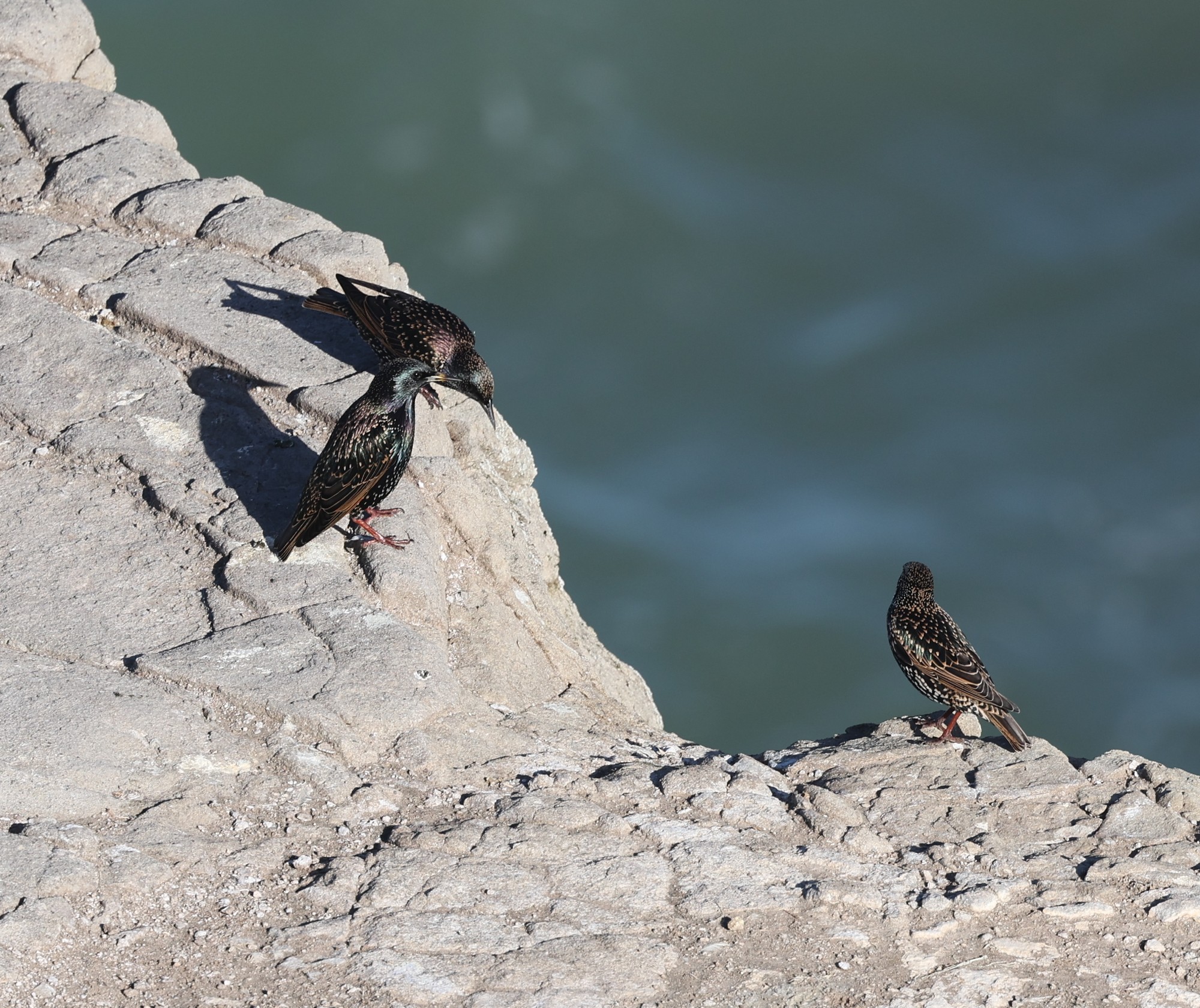 2026-05-15 Ausflug zum Muriwai Beach