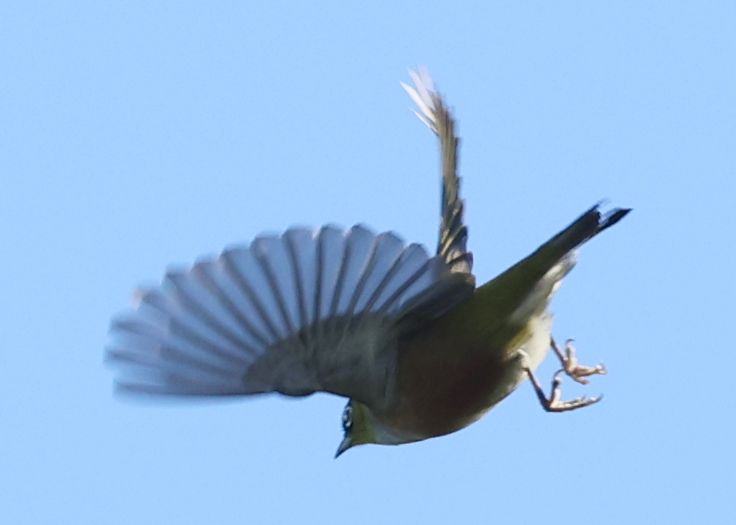 2026-05-15 Ausflug zum Muriwai Beach