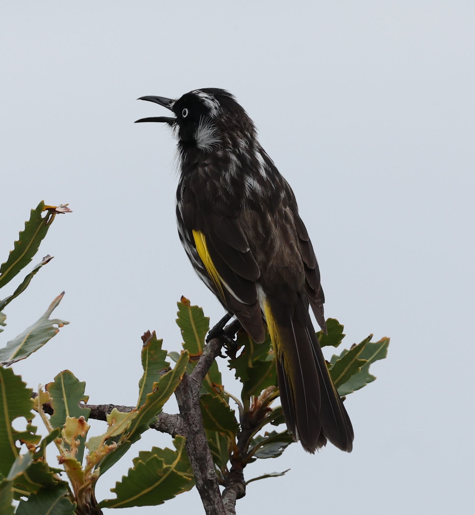 2026-05-19 Royal National Park