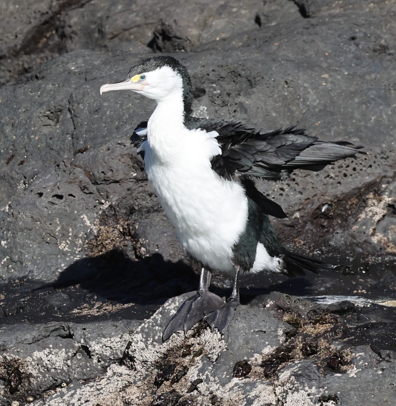 Vögel
