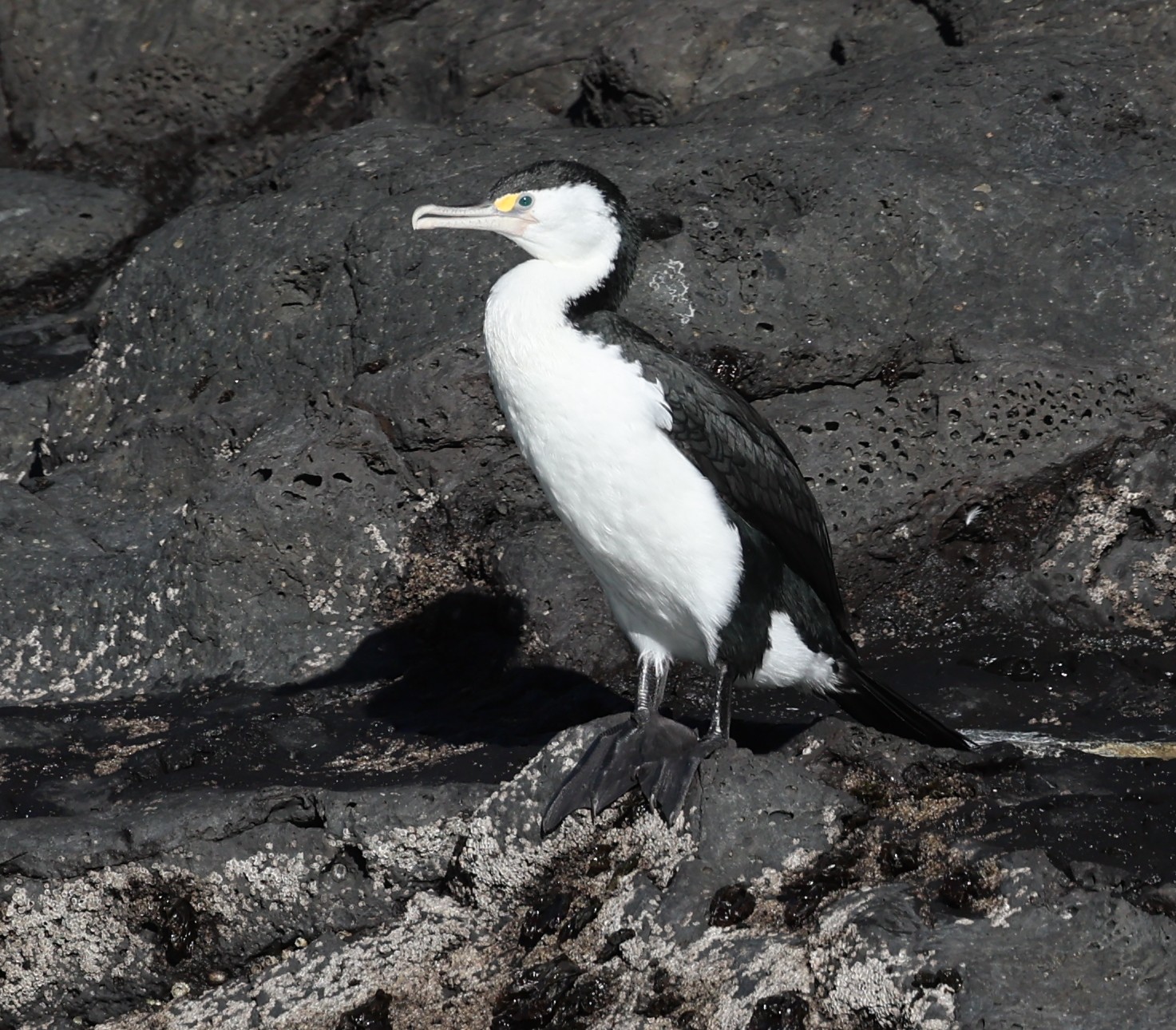 Vögel