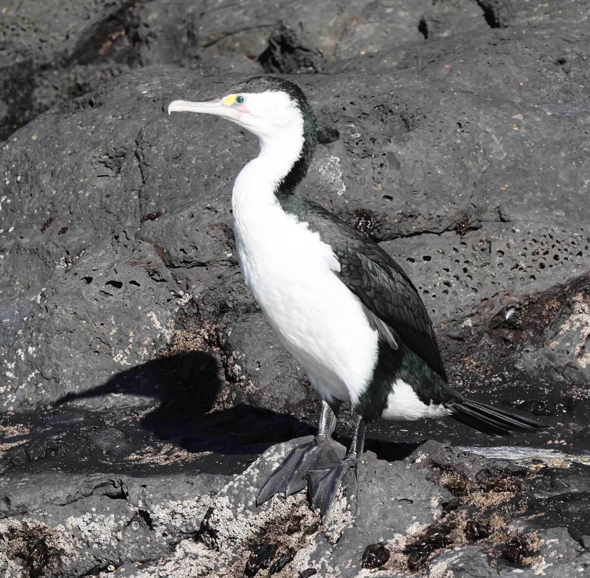 Komorane, Scharben, Shags
